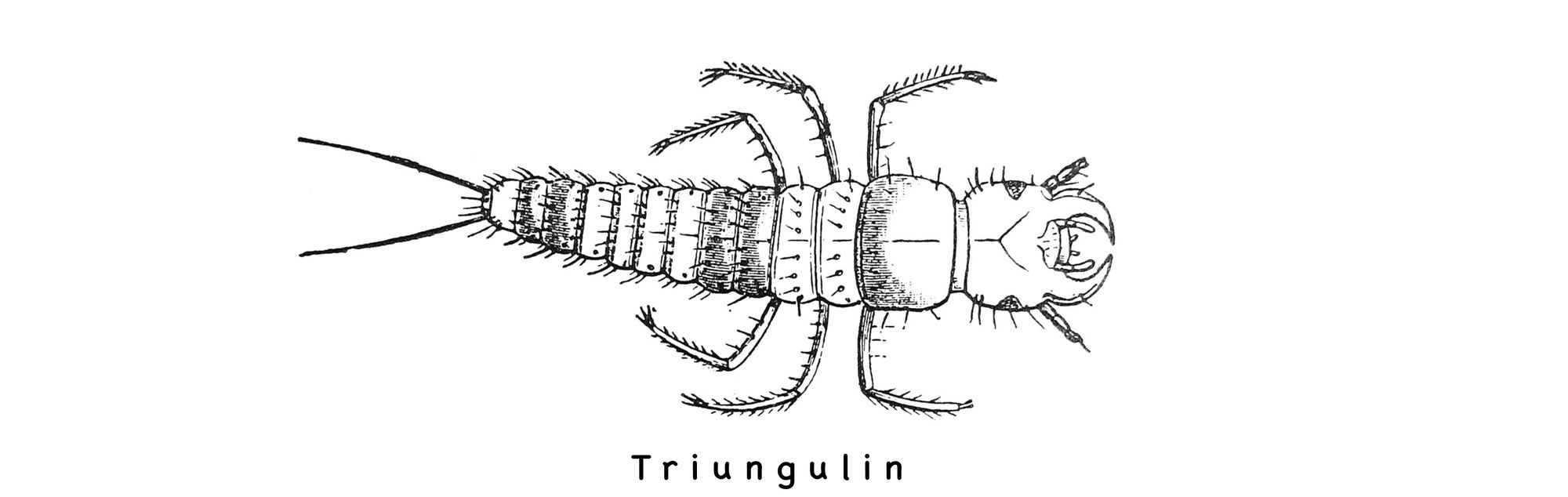 blister beetle triungulin