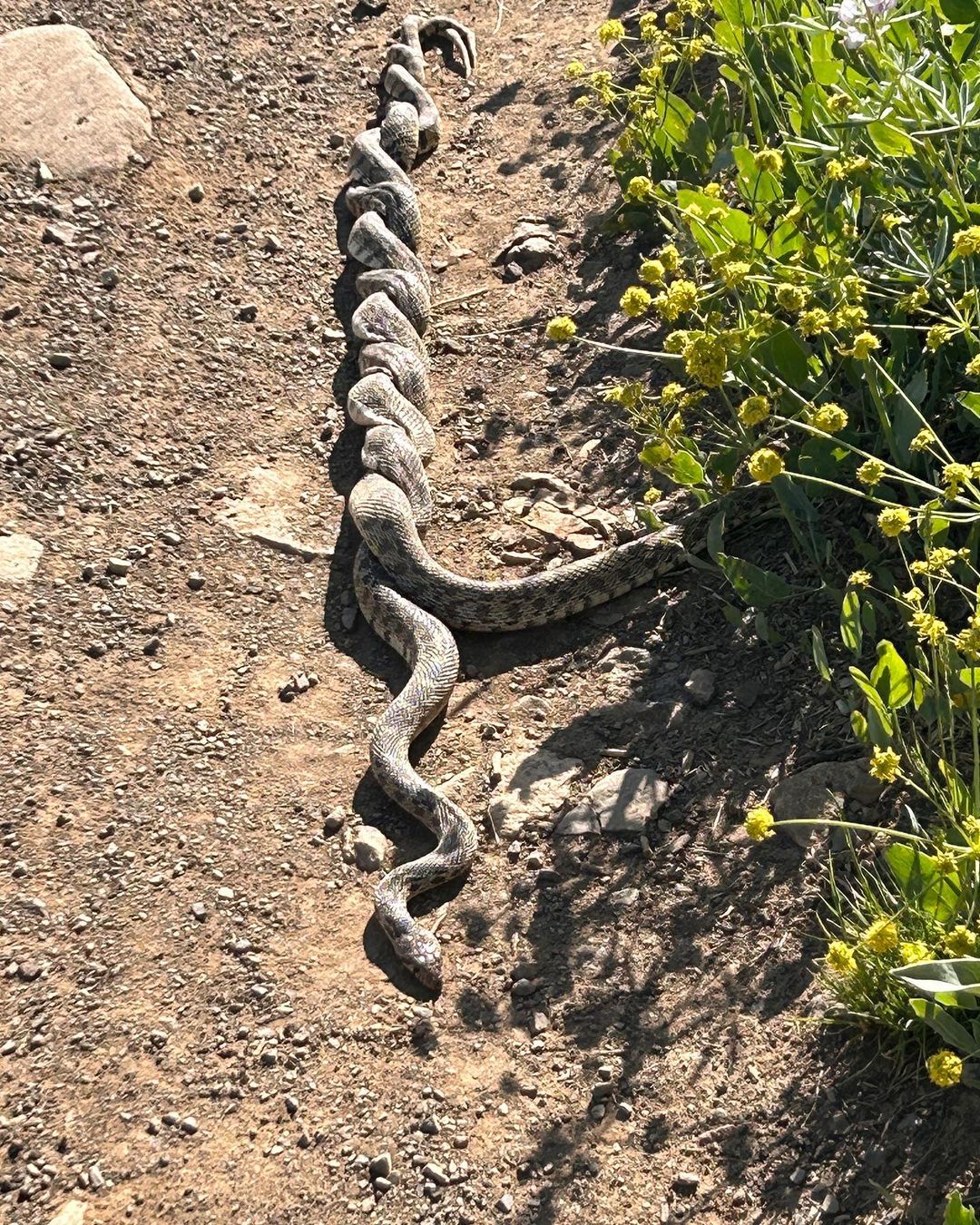 copulating gopher snakes