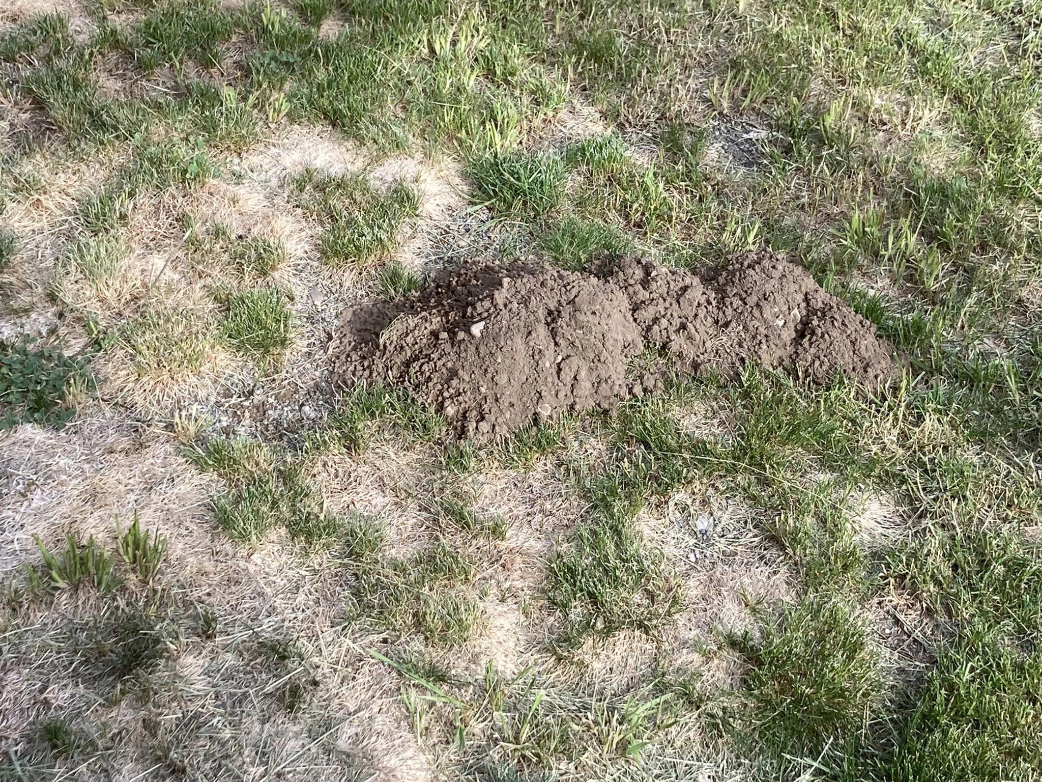 gopher mounds