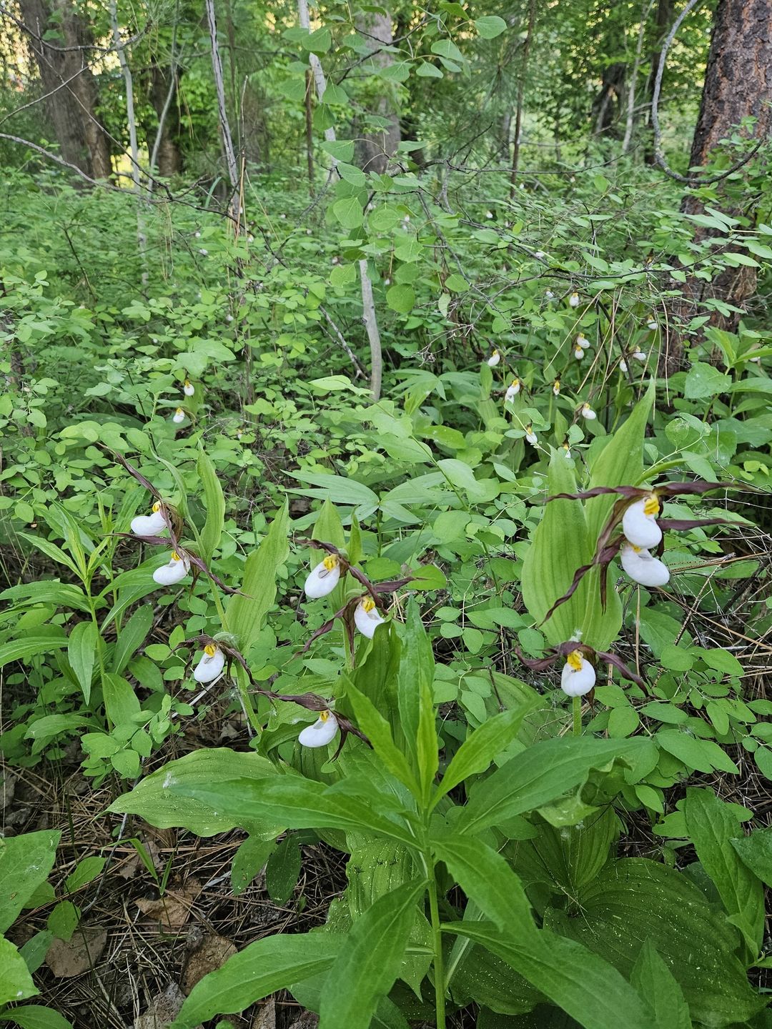 mountain lady's slipper orchid