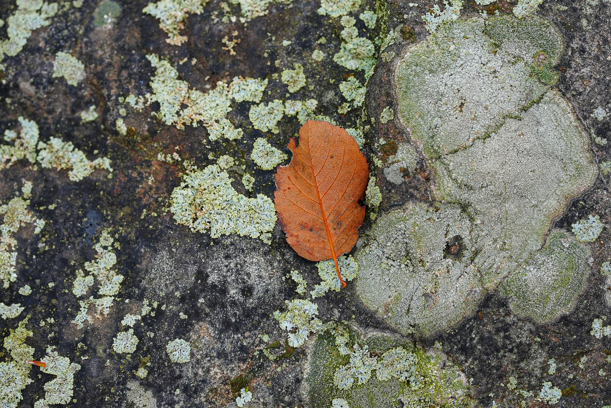lichen and leaf