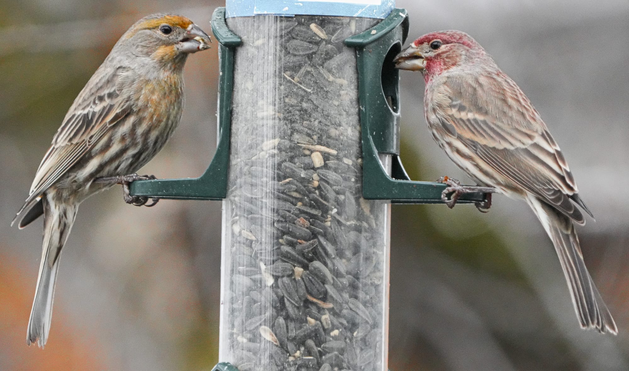 male house finches