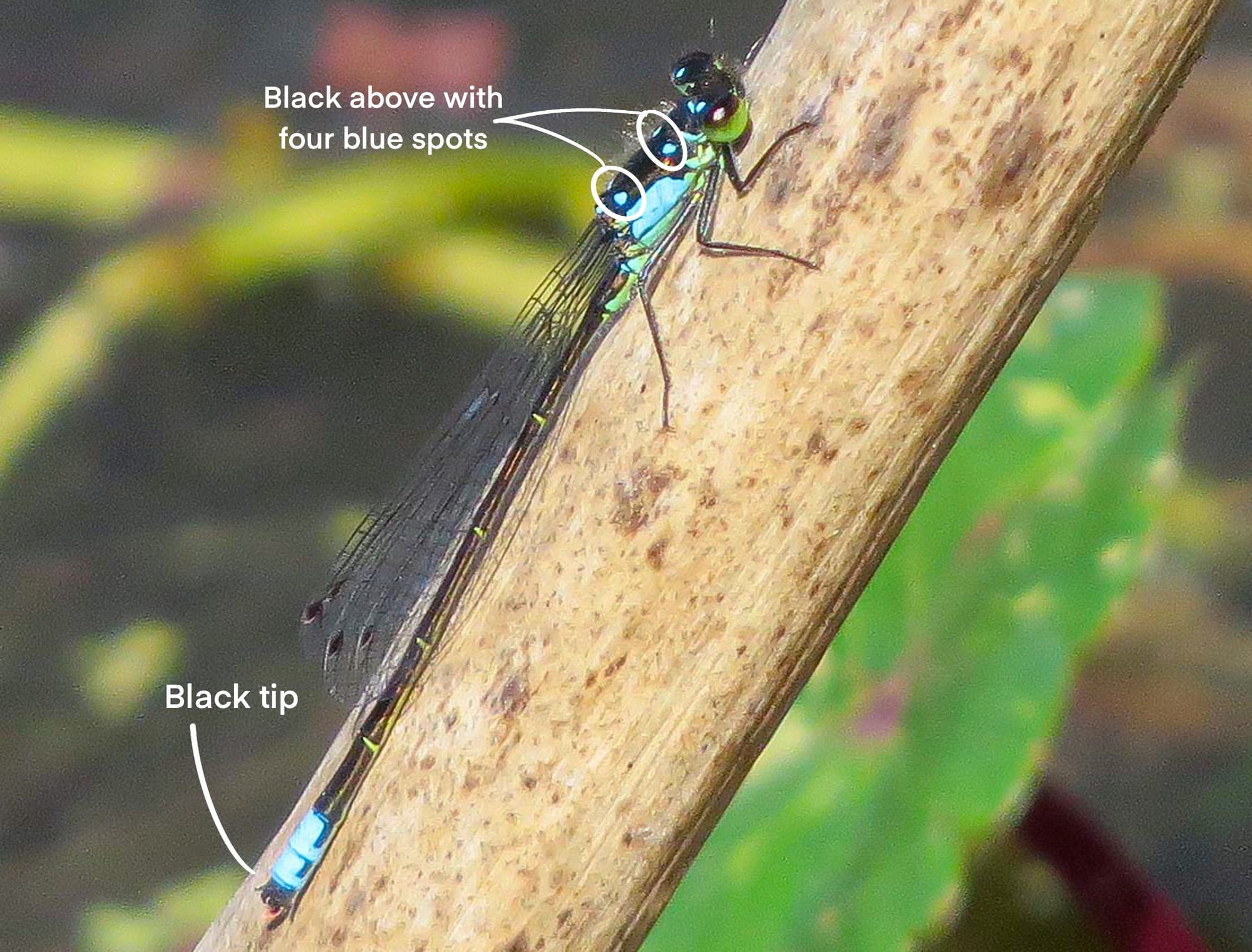 Pacific forktail