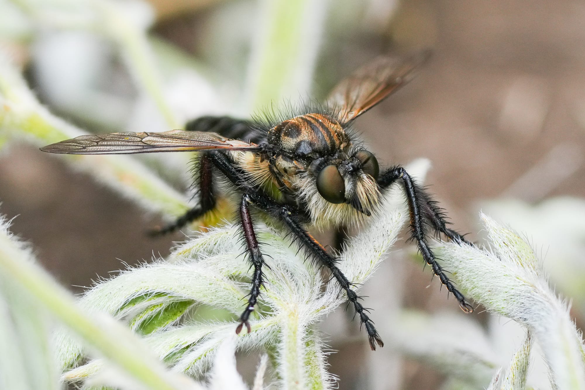 robber fly