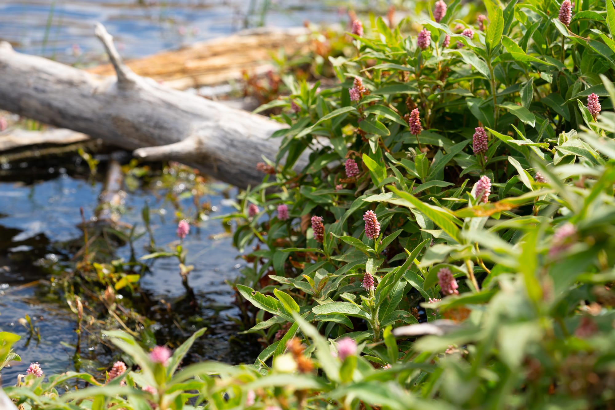 water smartweed