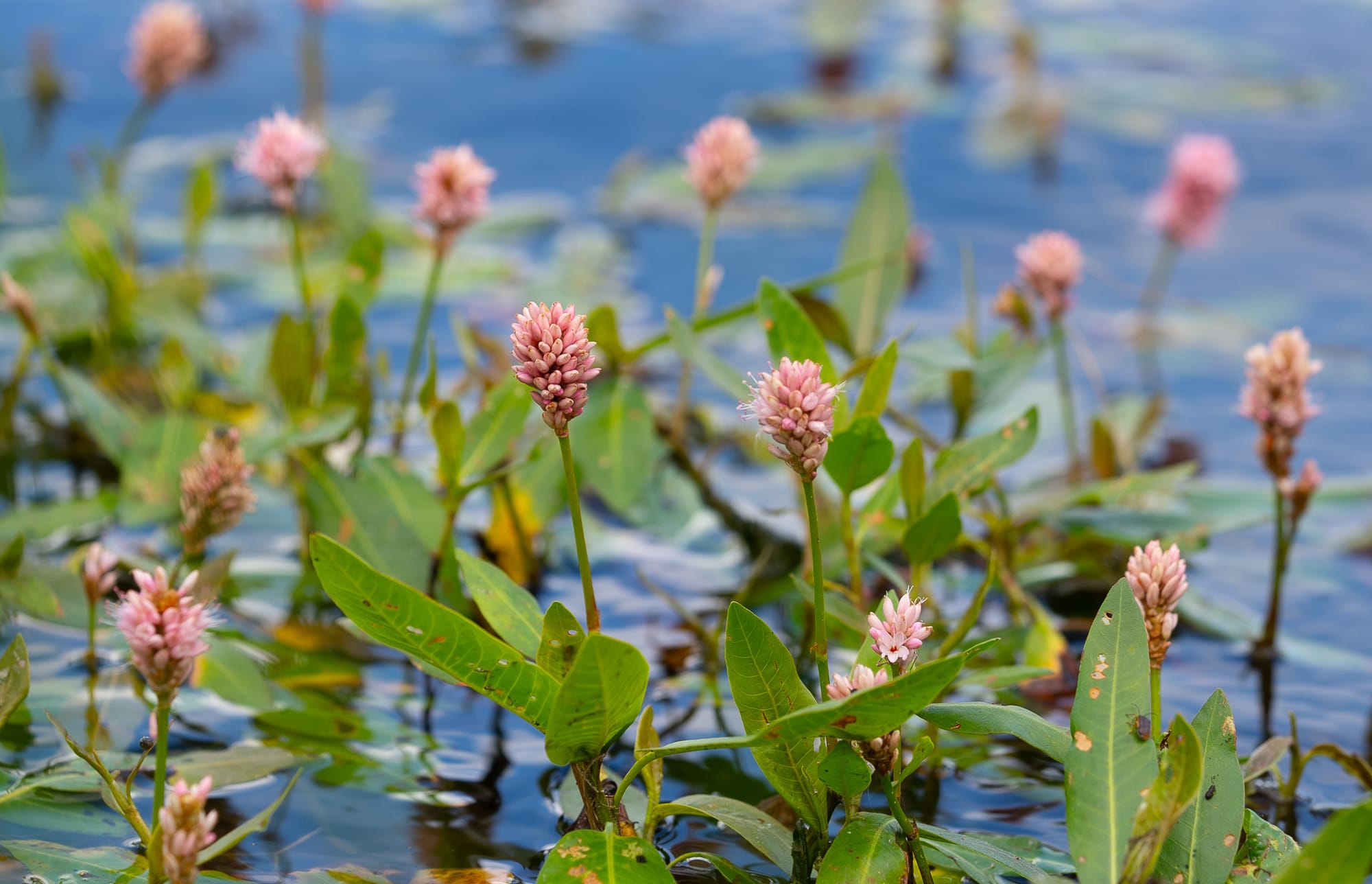 water smartweed