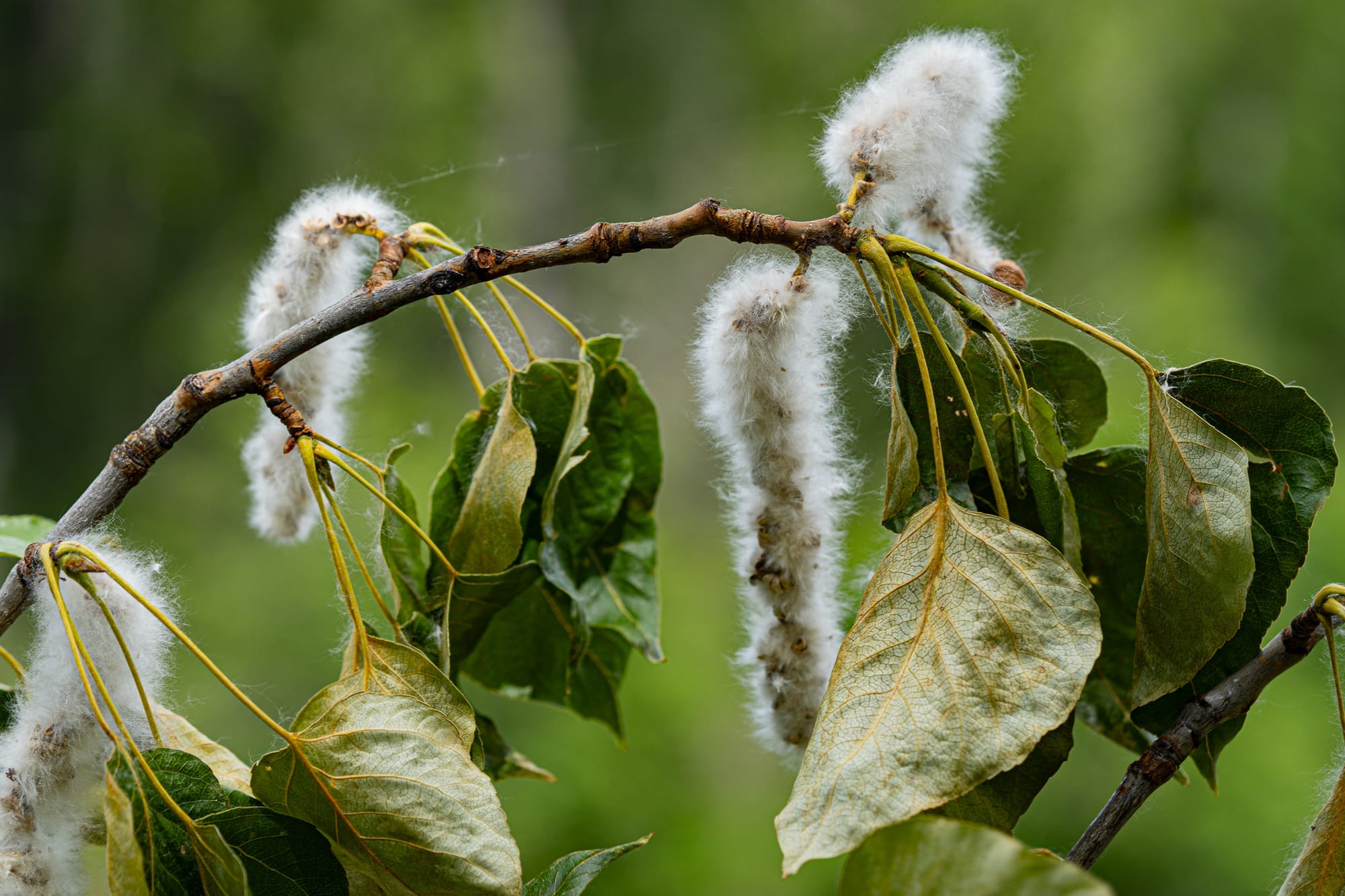 cottonwood seeds