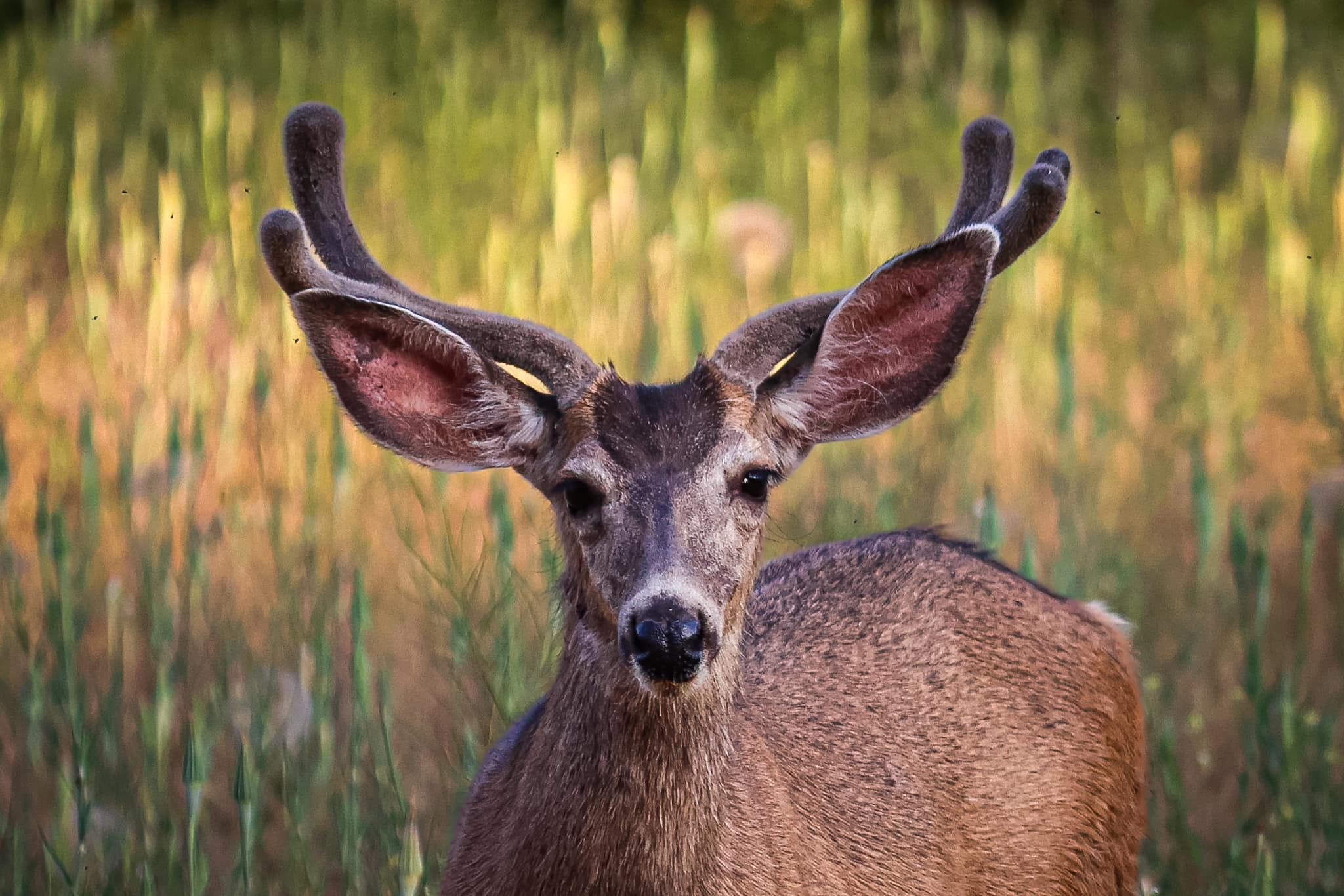 mule deer