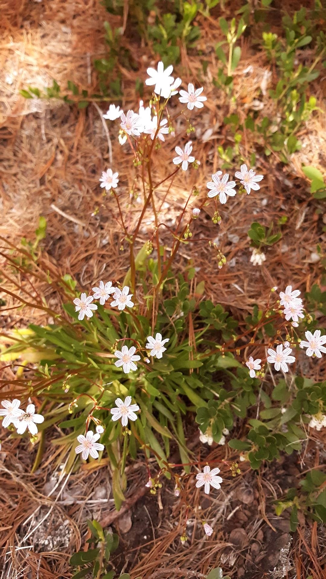 Lewisia columbiana