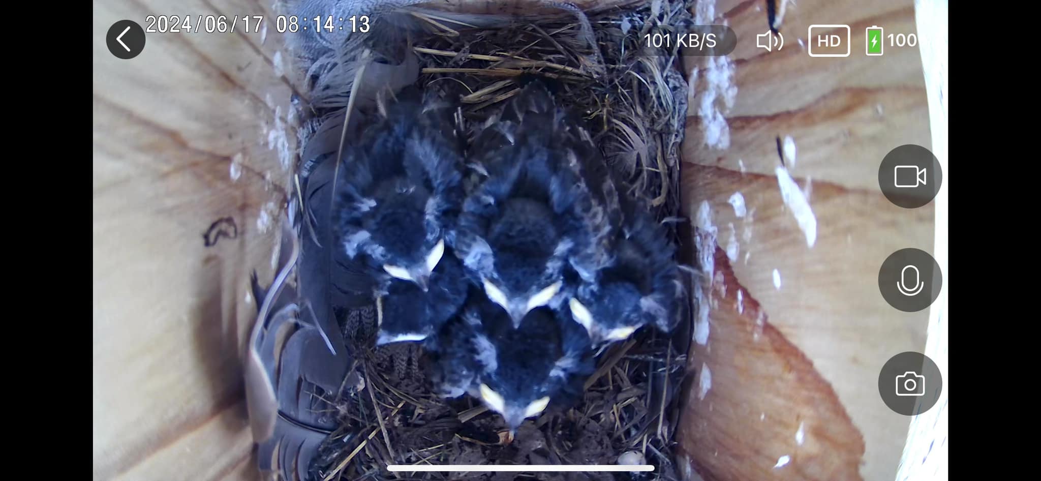 baby swallows