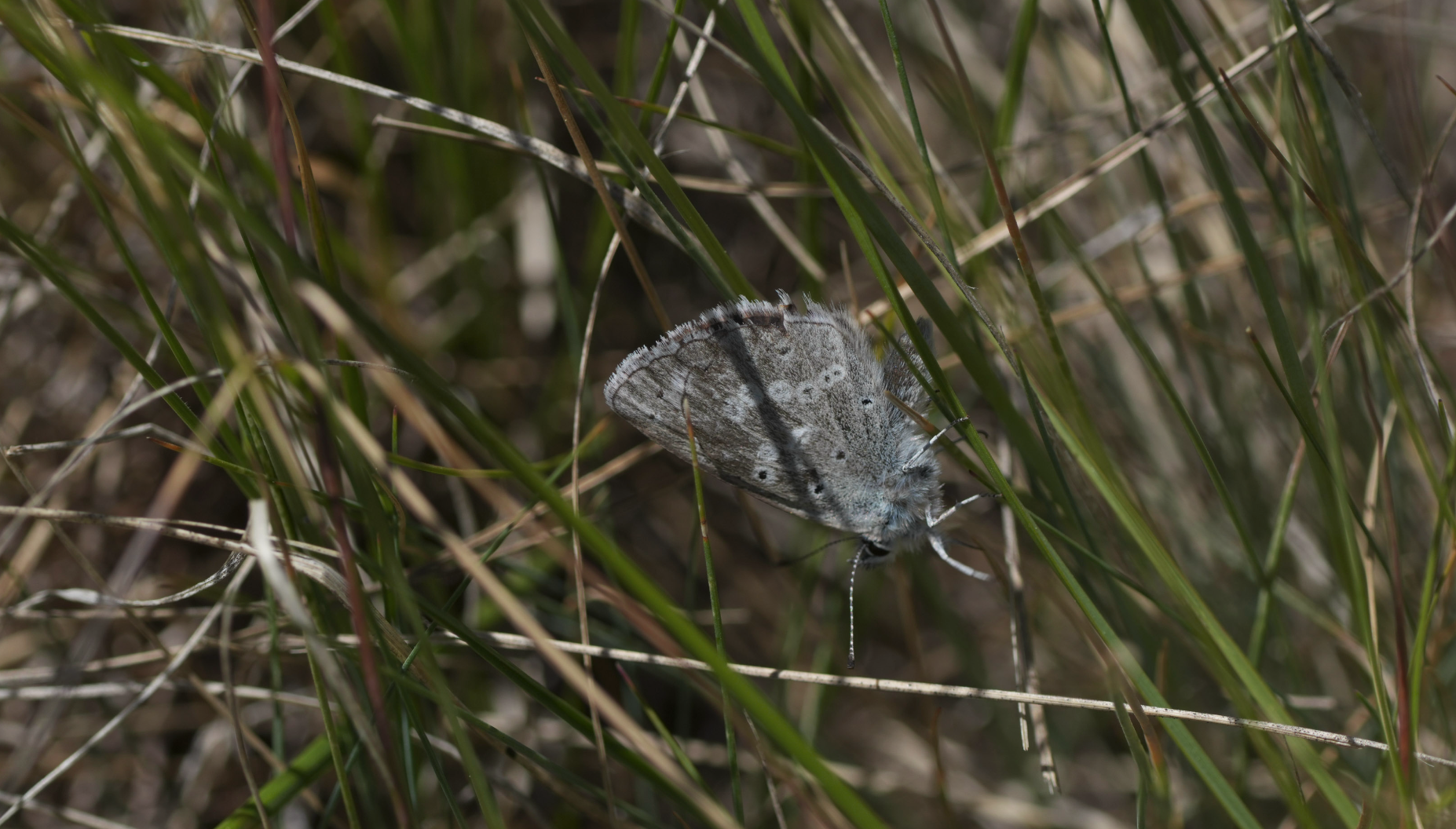 blue butterfly