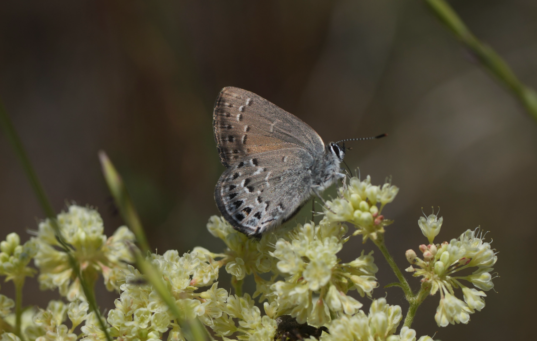 blue butterfly