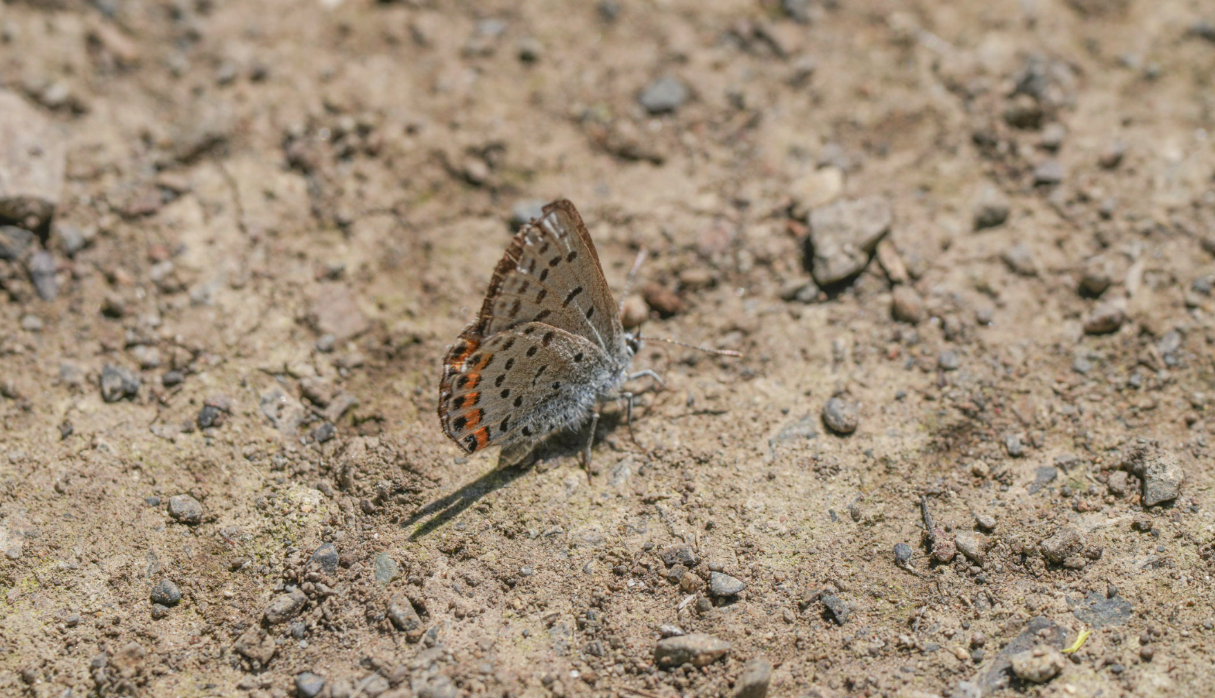 blue butterfly