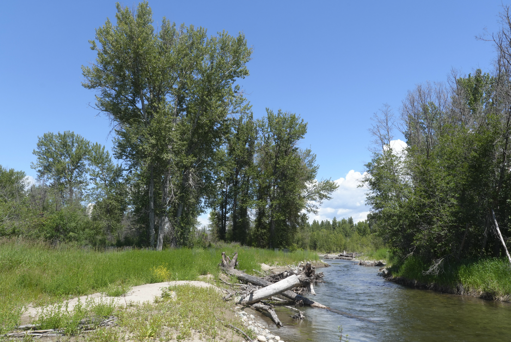 cottonwood trees