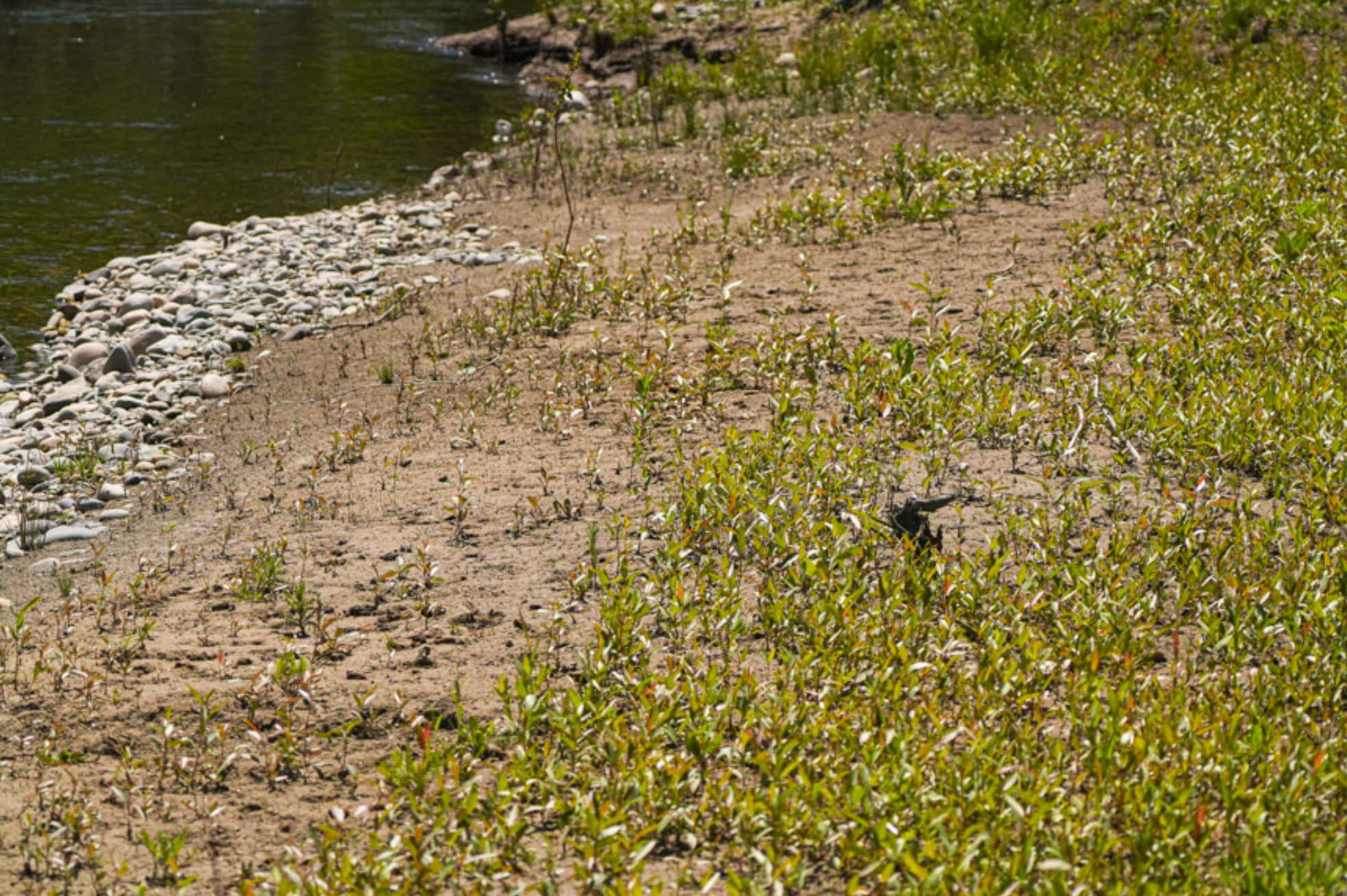 cottonwood seedlings