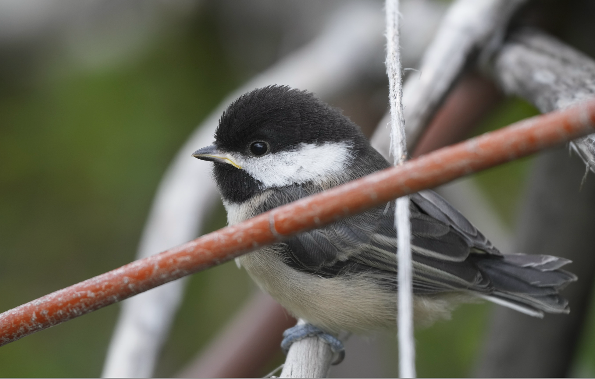 baby chickadee