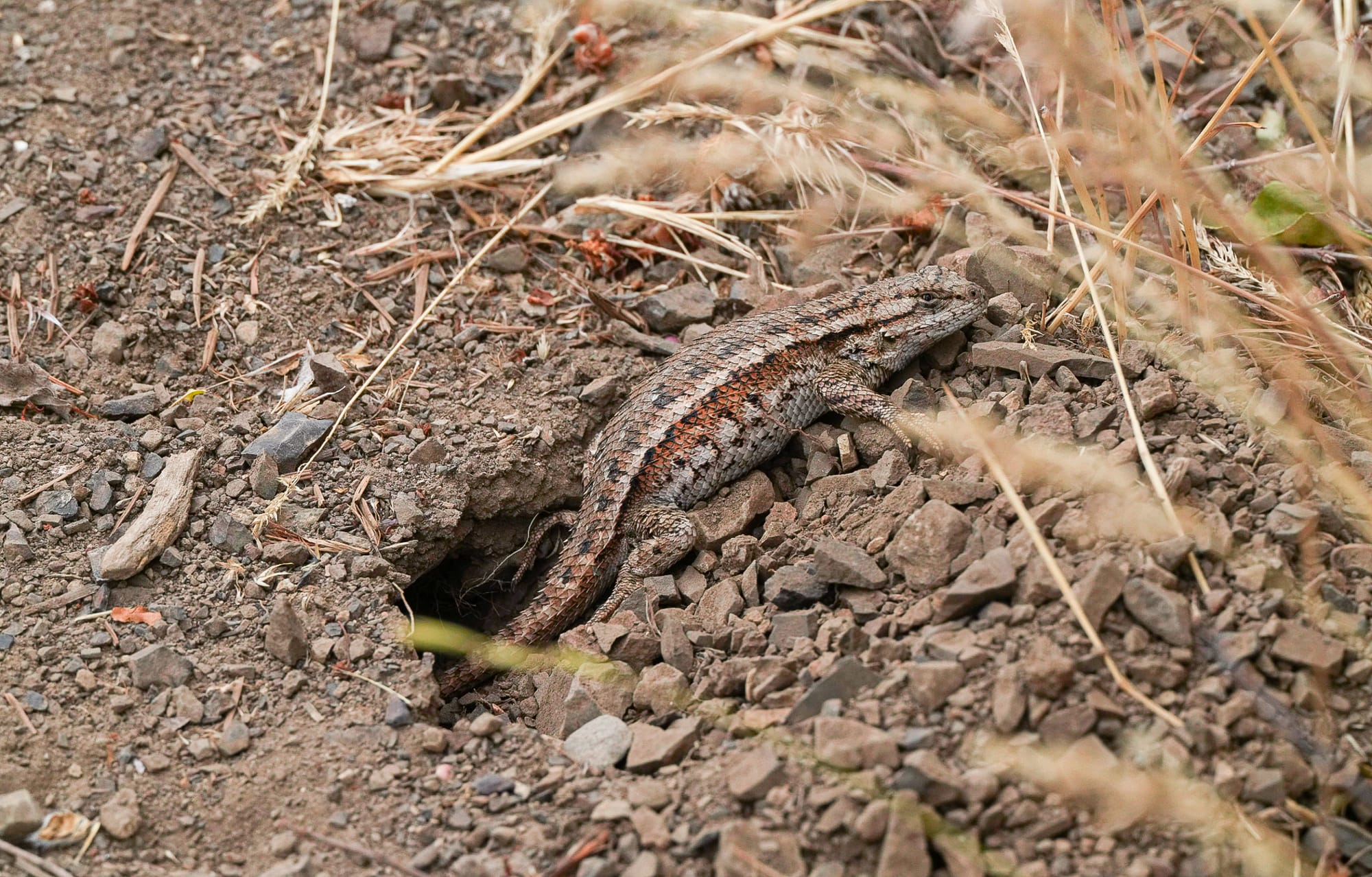 fence lizard