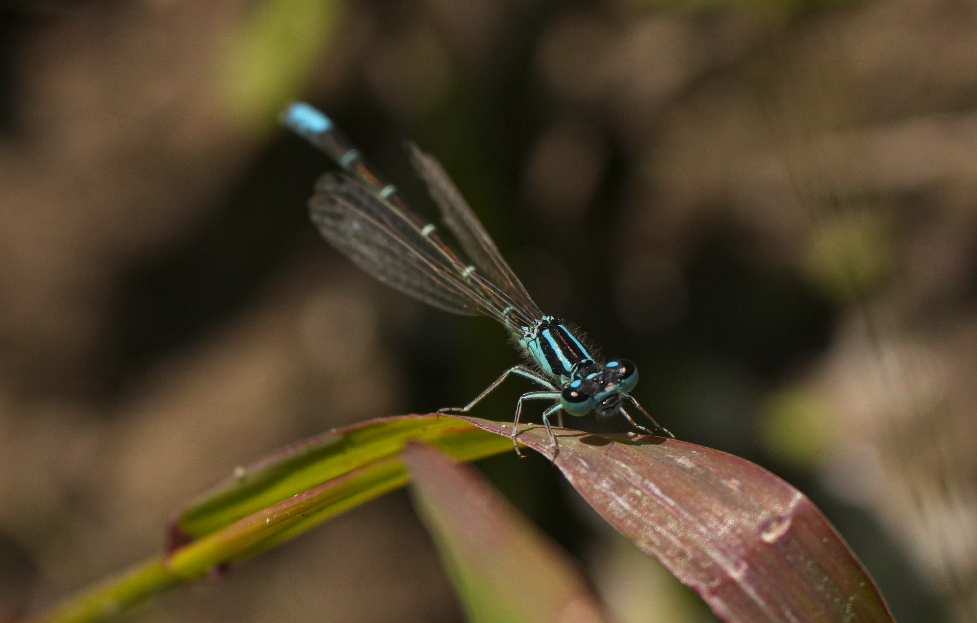 western forktail