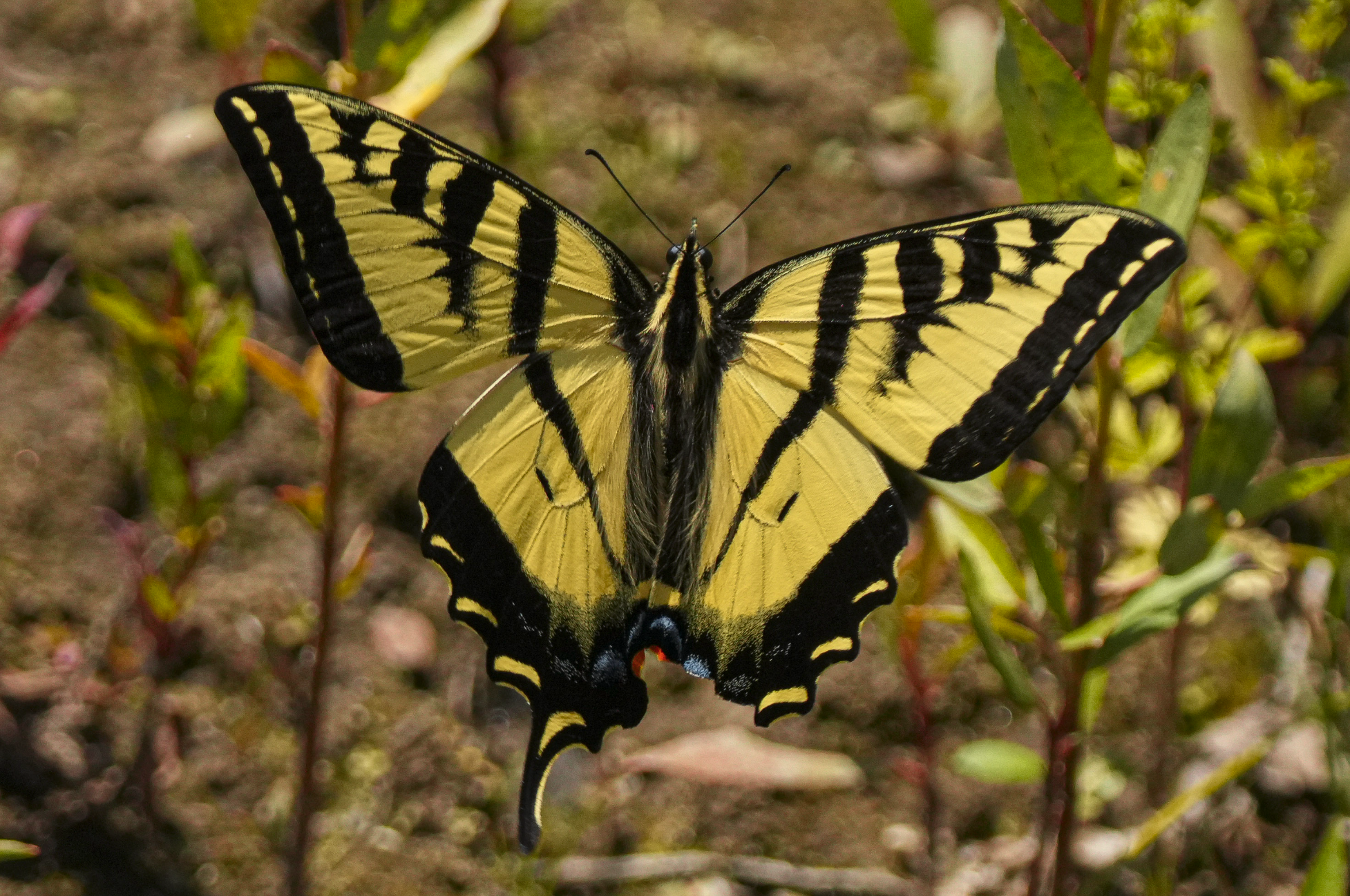 western tiger swallowtail