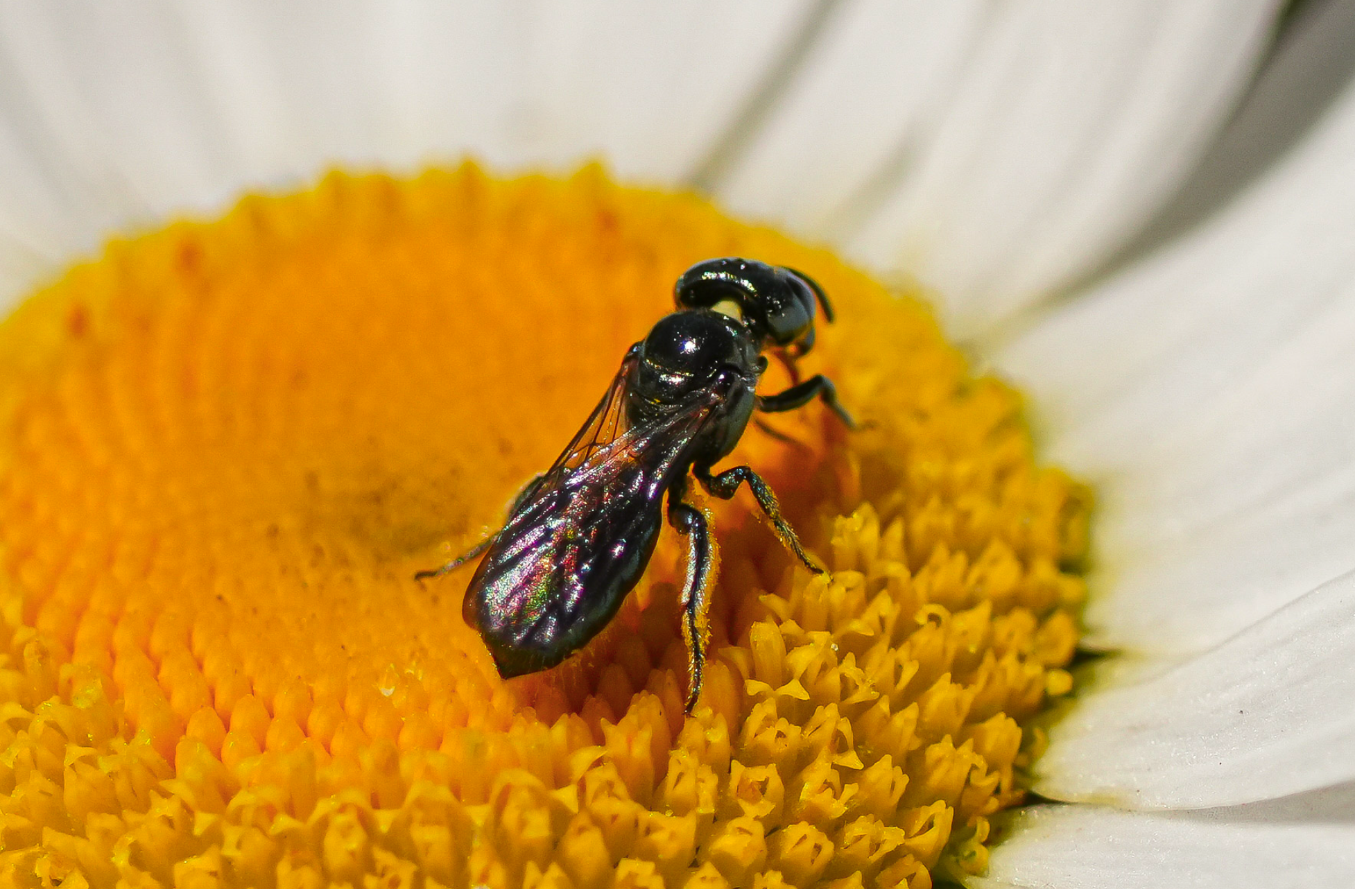 wasp on daisy