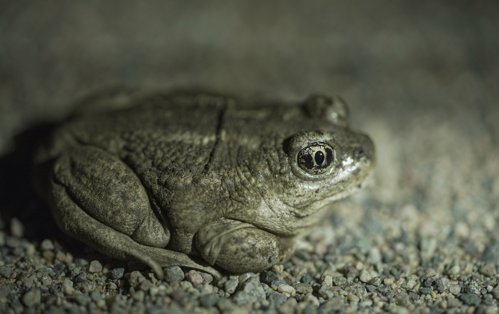 Great Basin spadefoot