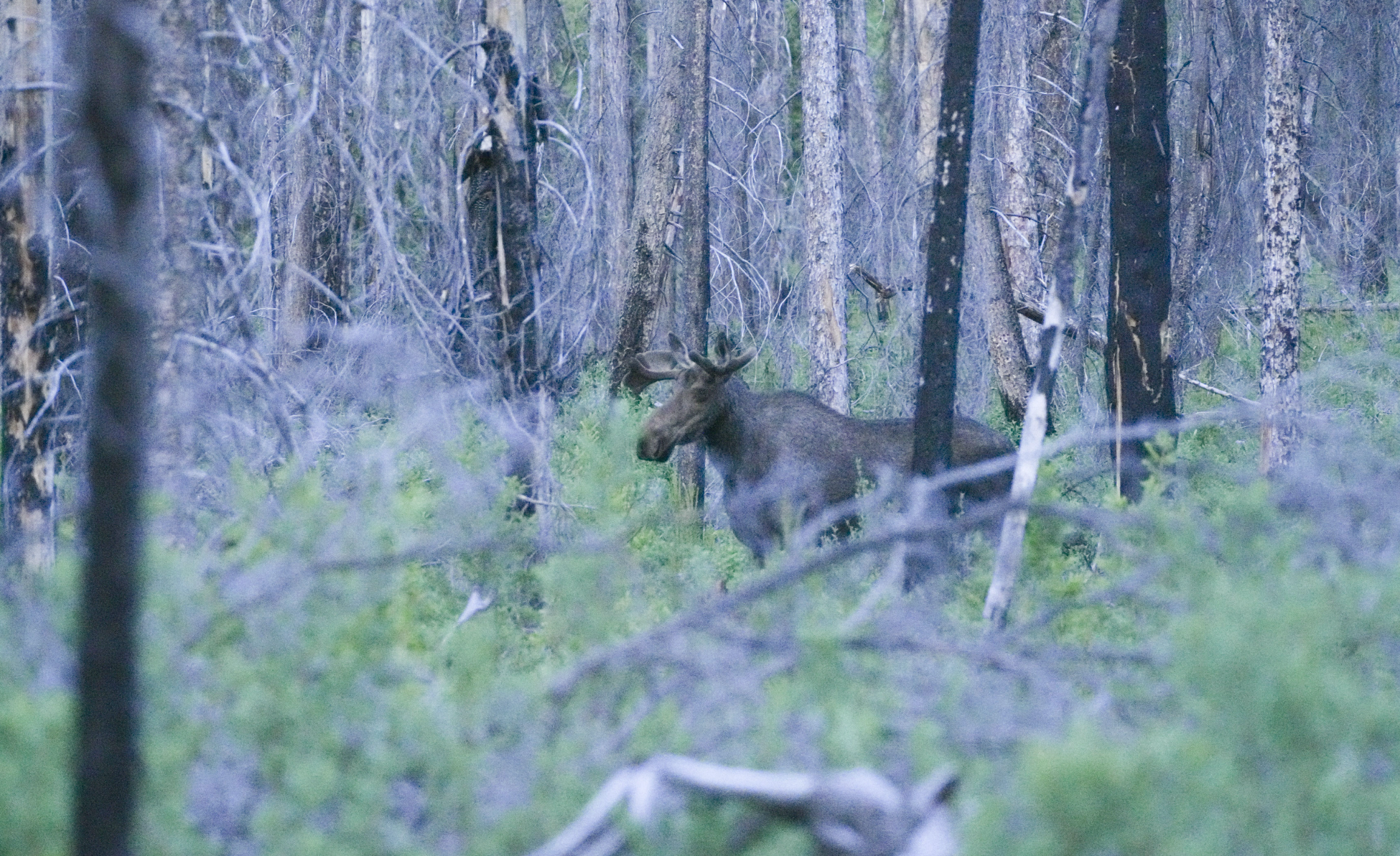 bull moose