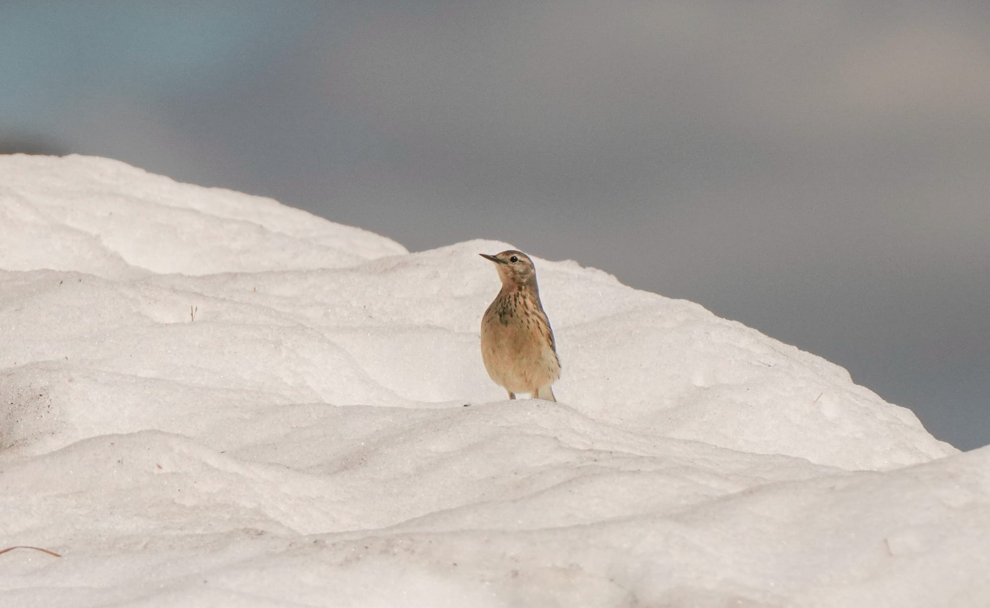 American pipit