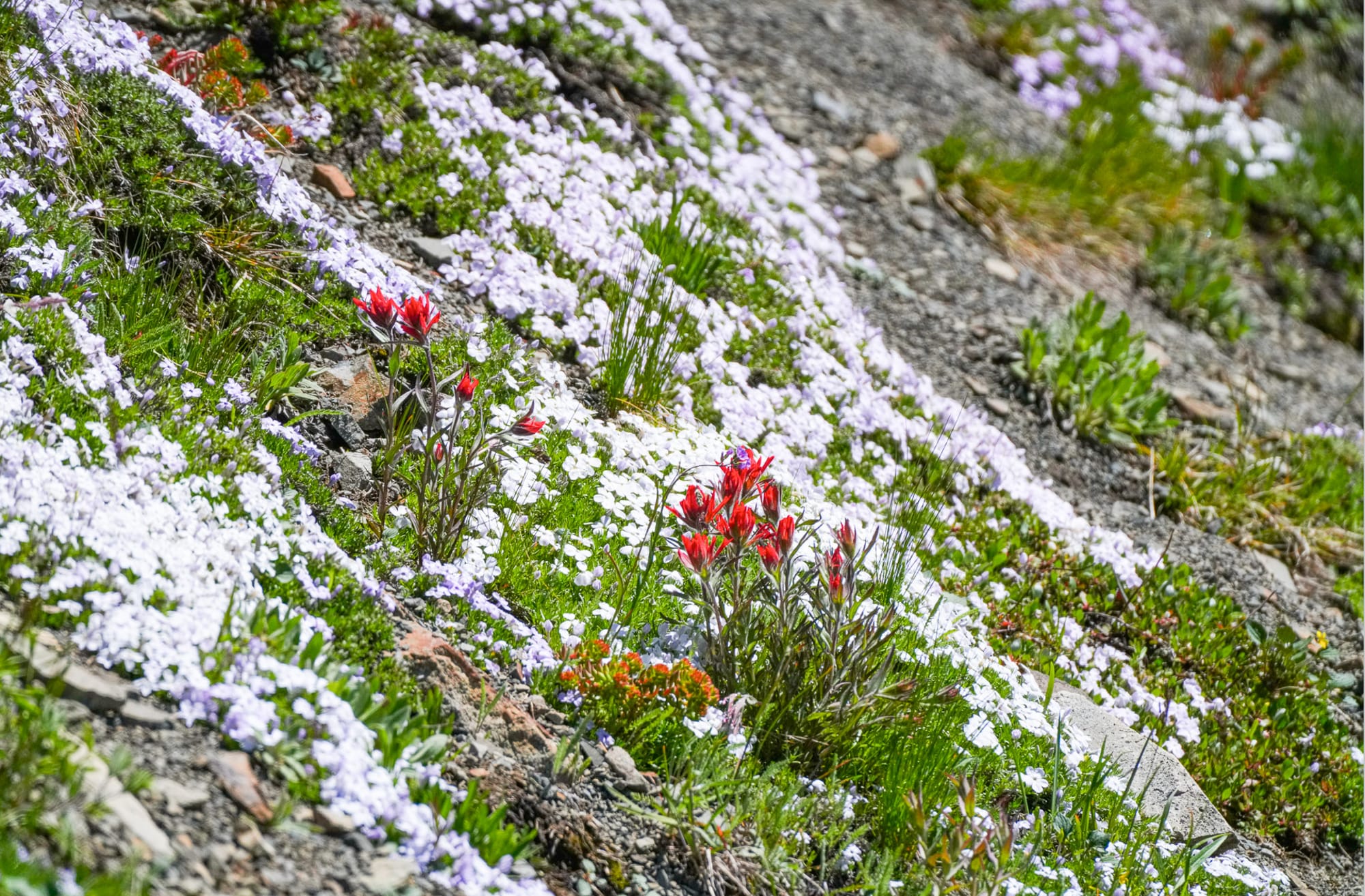 paintbrush and phlox flowers