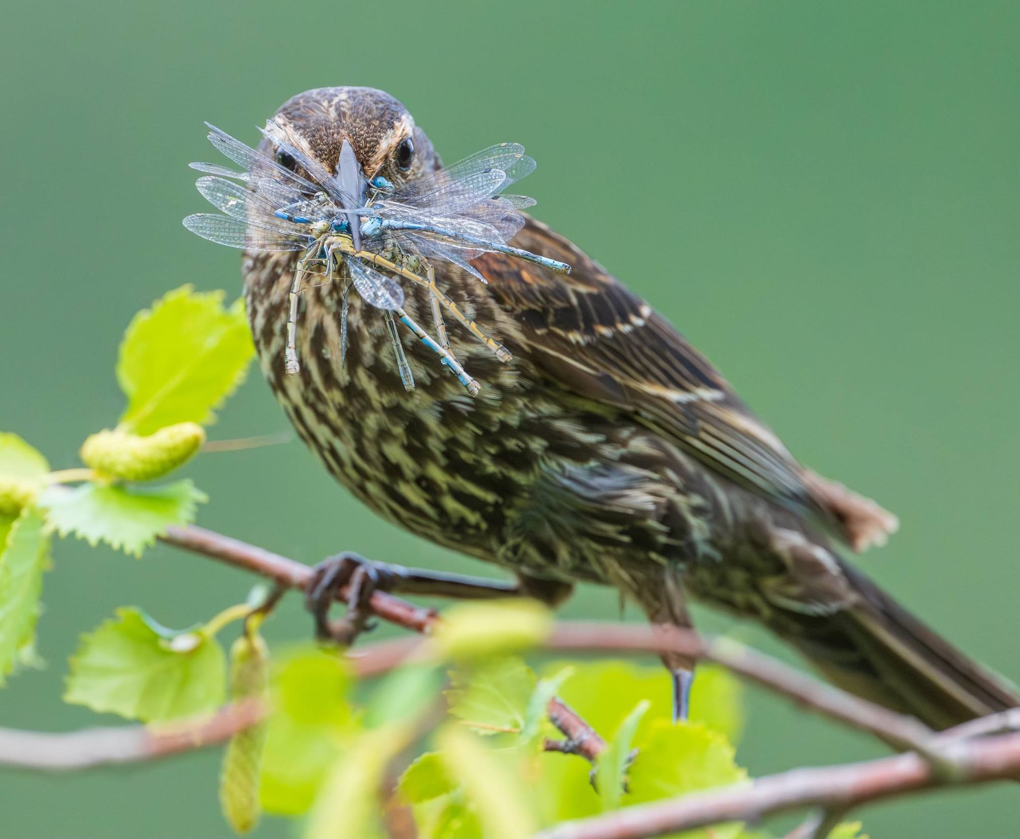 female red-winged blackbird