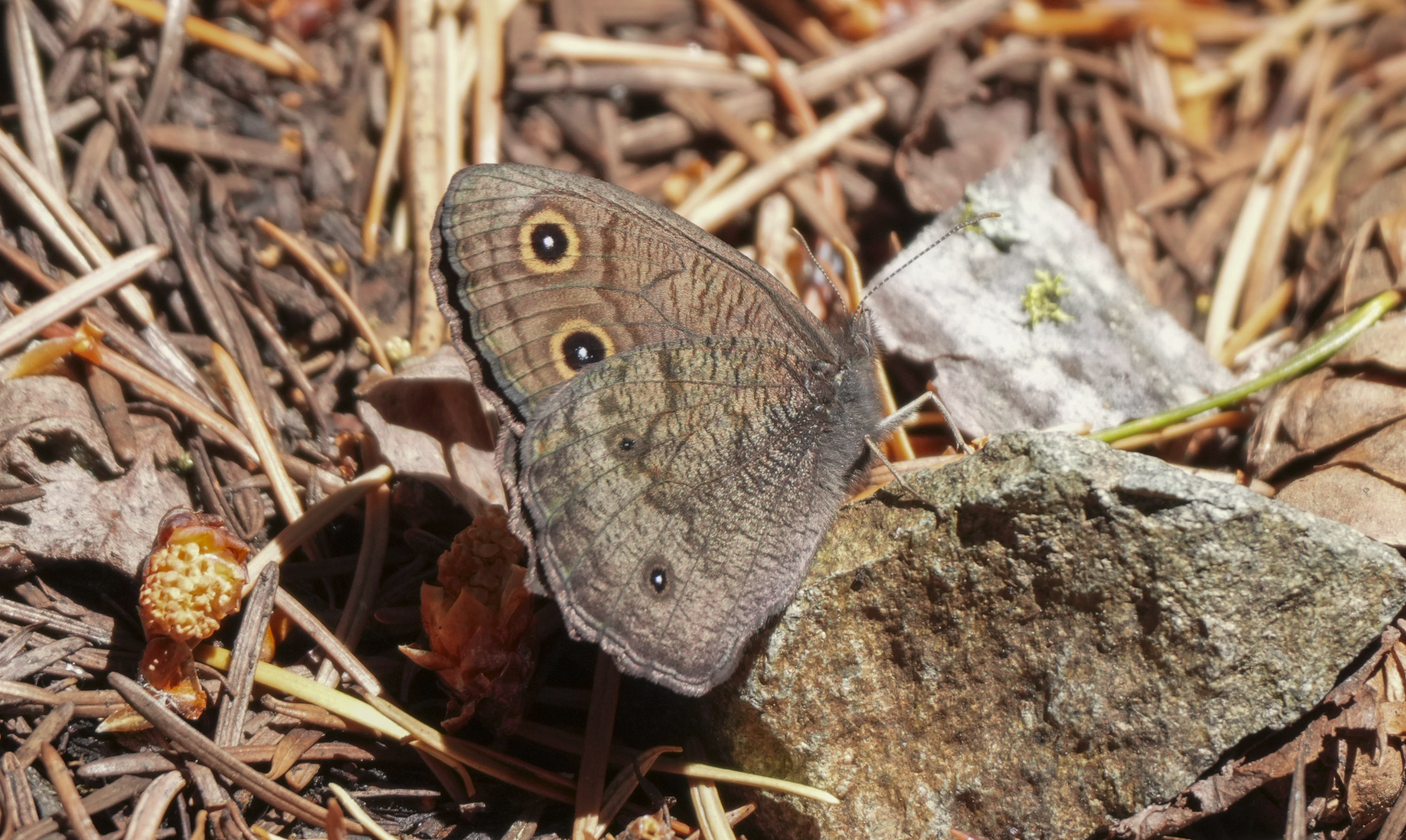 common wood nymph