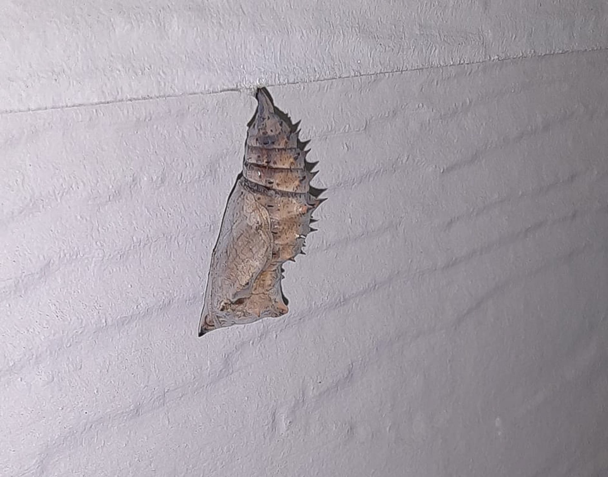 mourning cloak cocoon