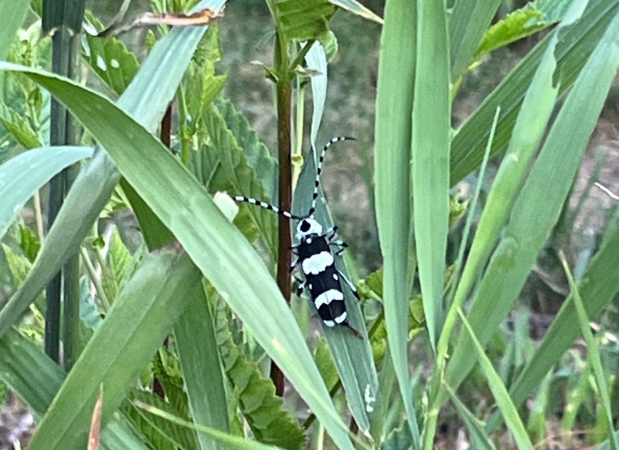 banded alder borer