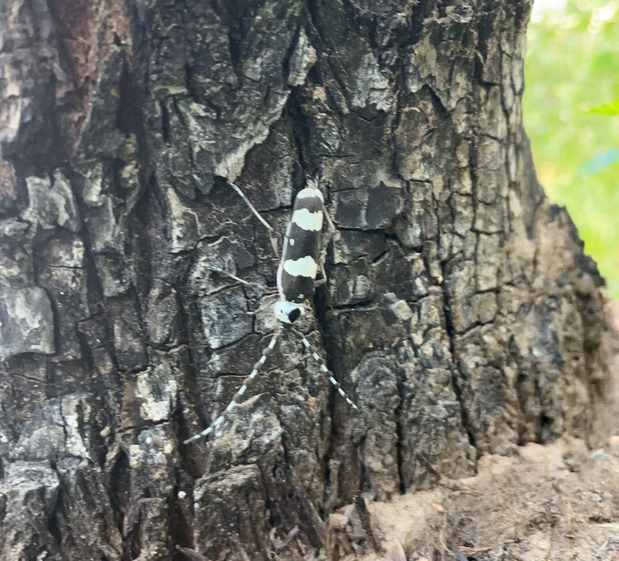 banded alder borer