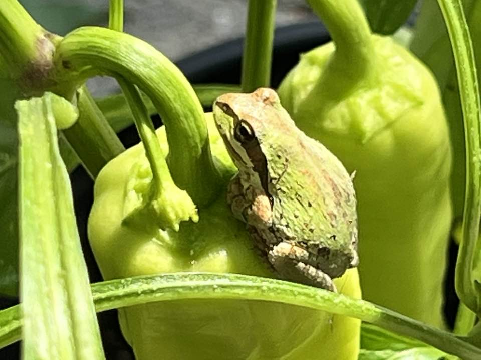 Pacific treefrog