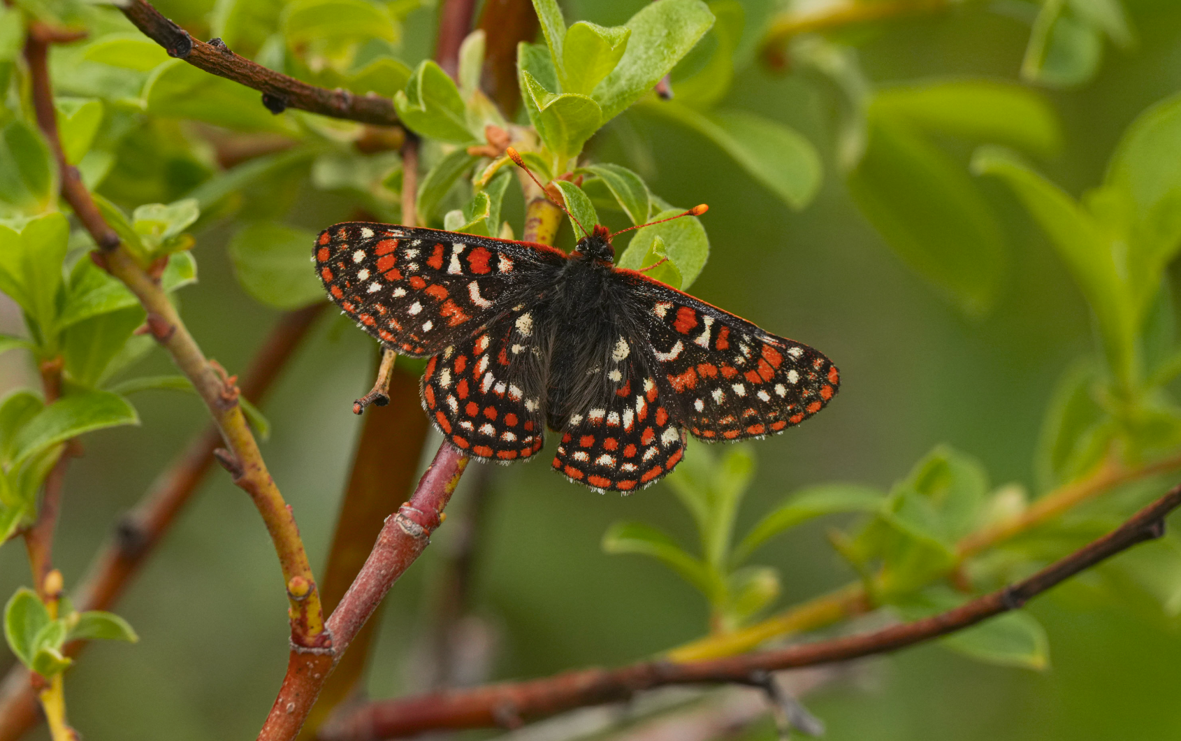 Anicia checkerspot