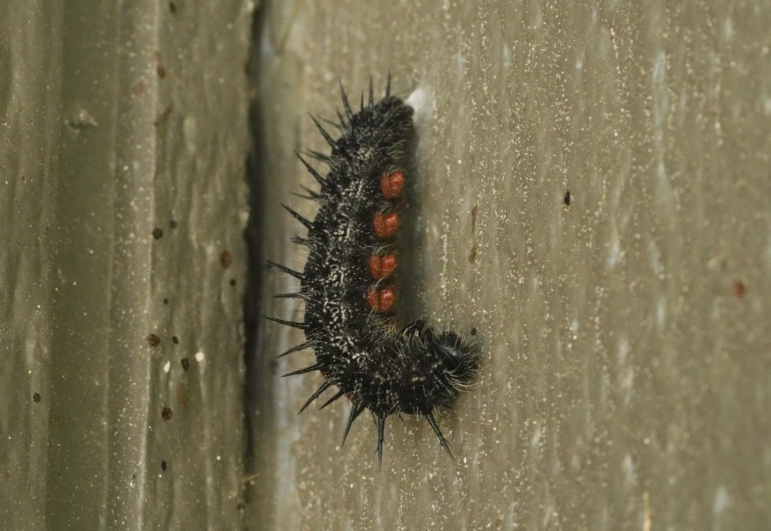 mourning cloak caterpillar