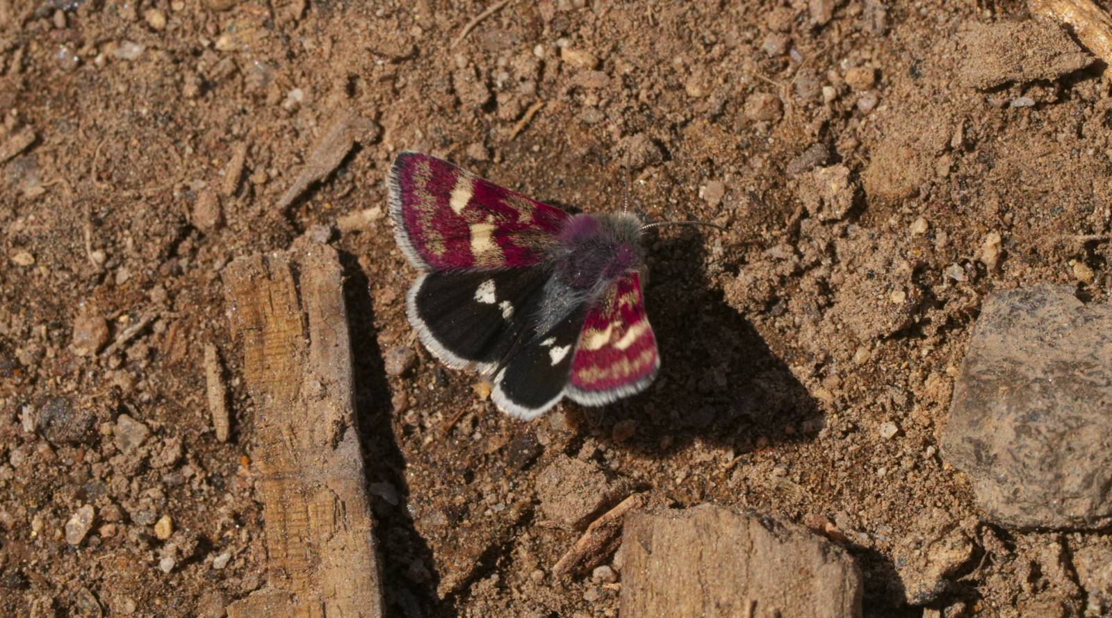 Schinia moth