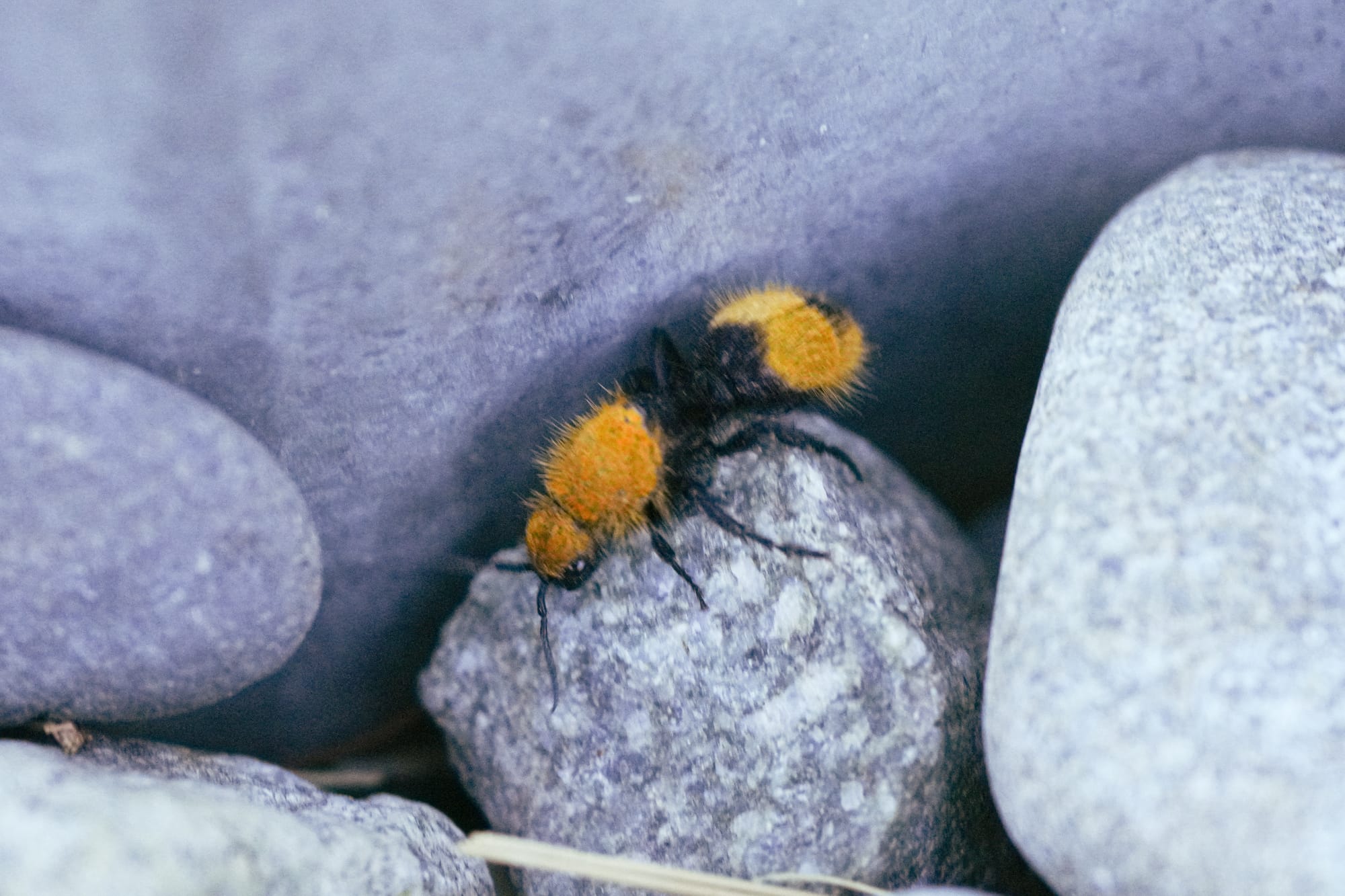 velvet ant