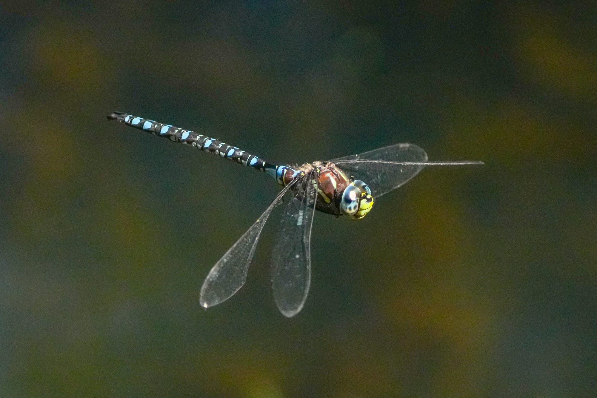 darner dragonfly