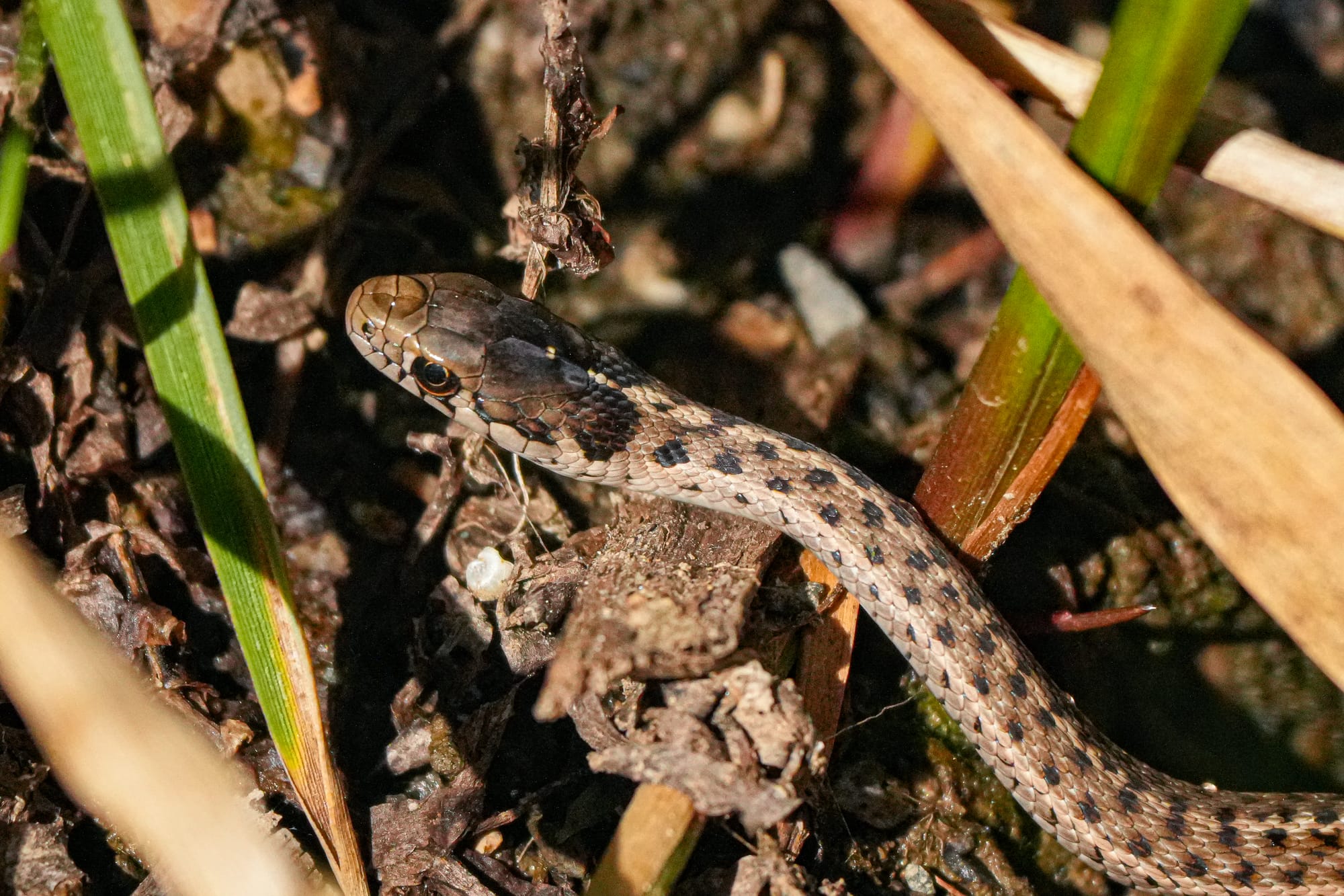 hatchling garter snake