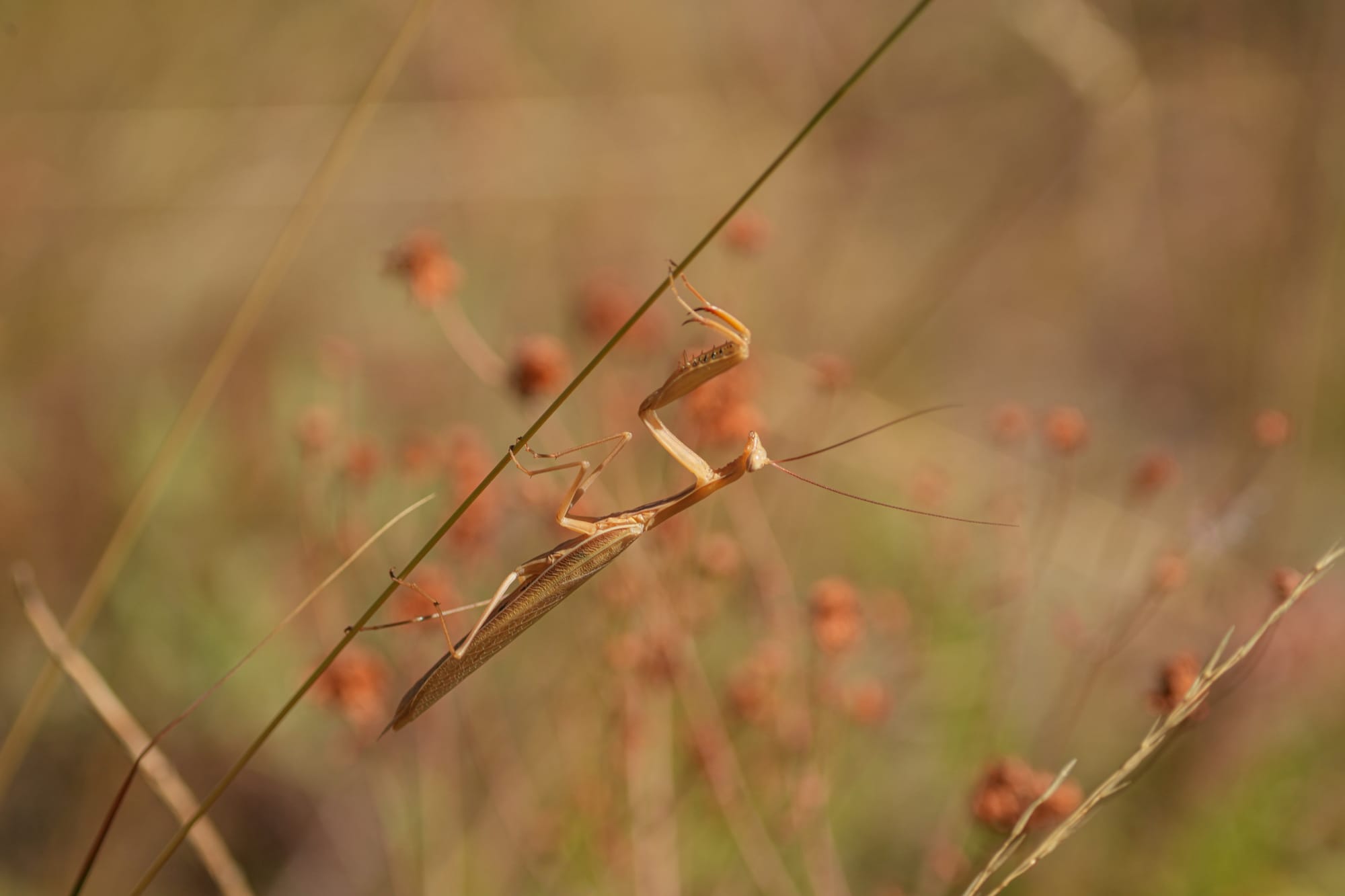 praying mantis