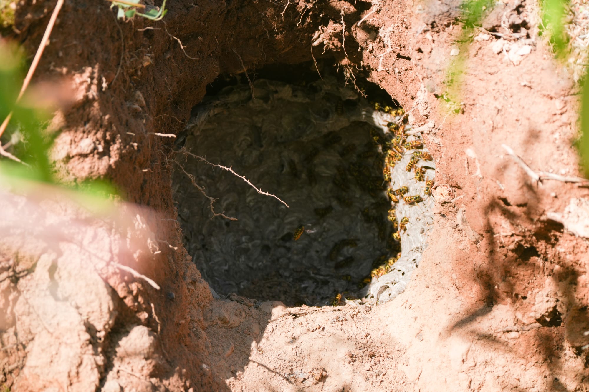 yellowjacket nest