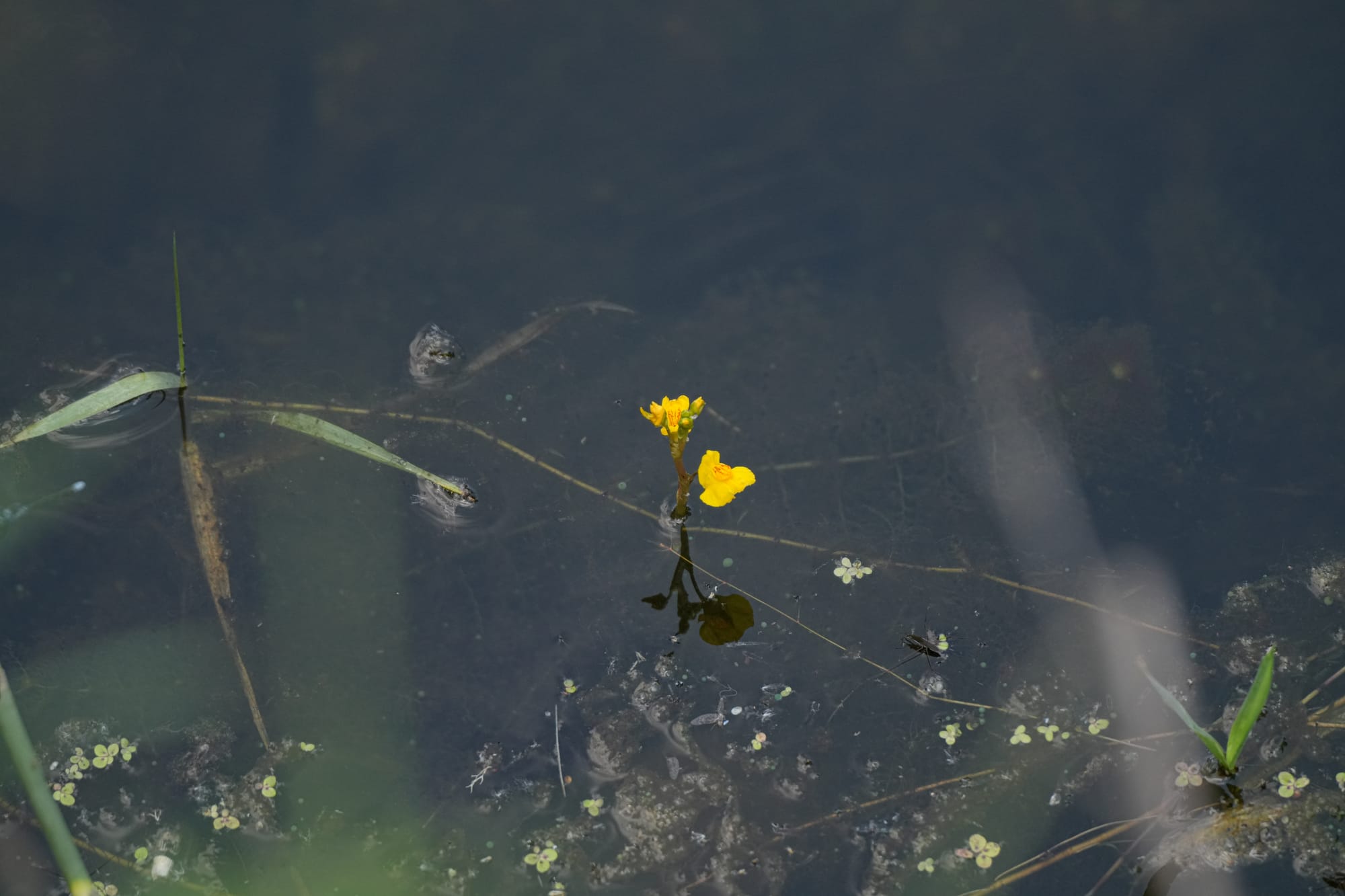 common bladderwort