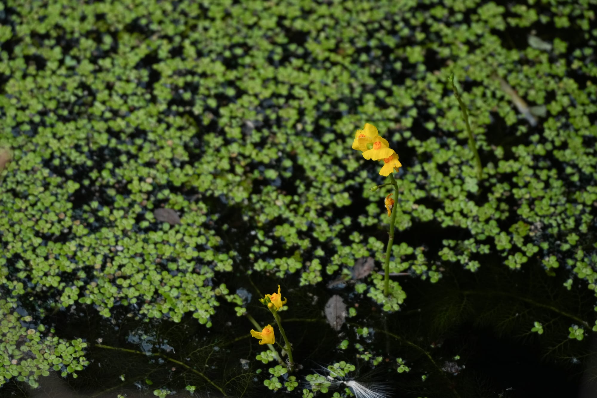 bladderwort flowers