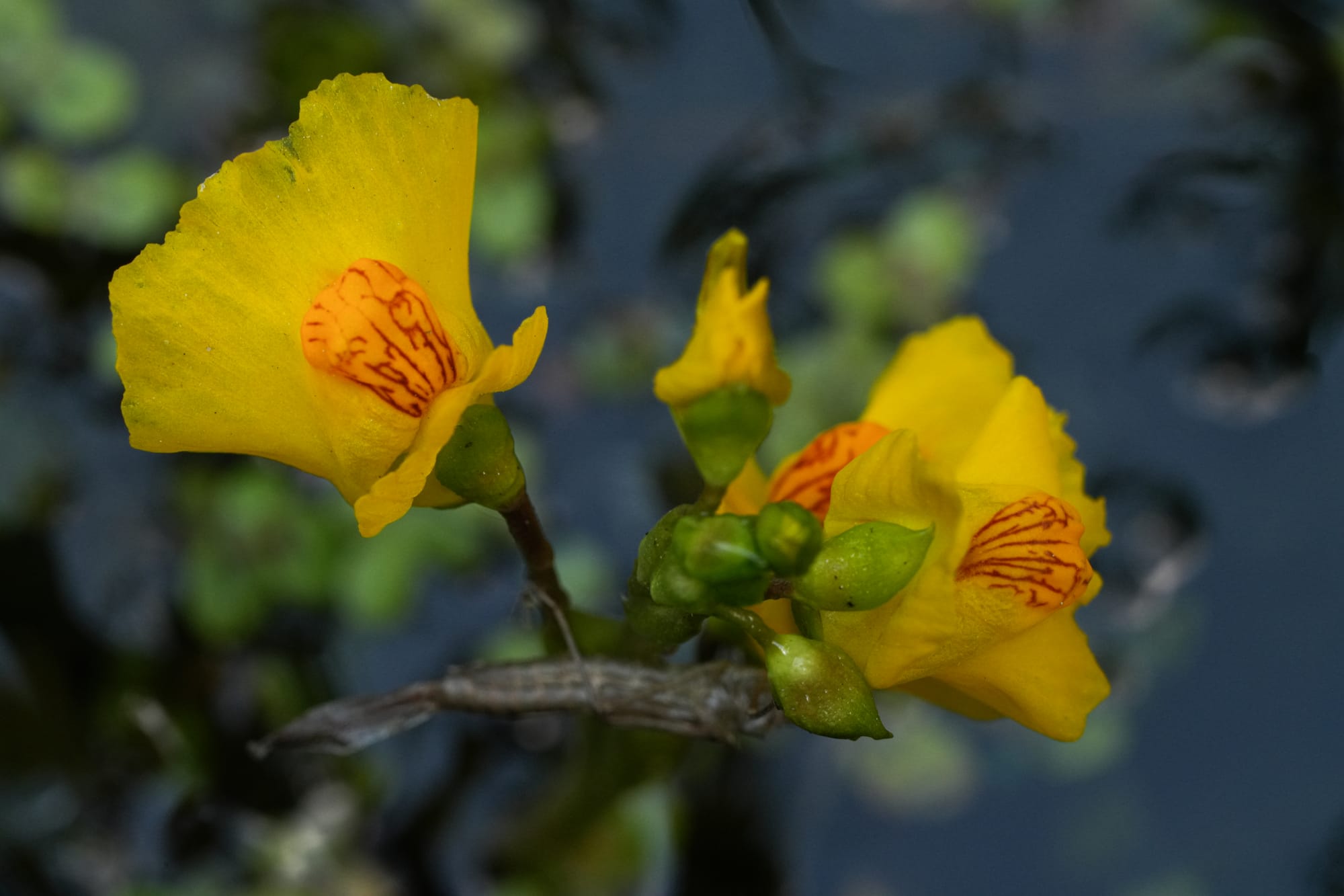 bladderwort flowers