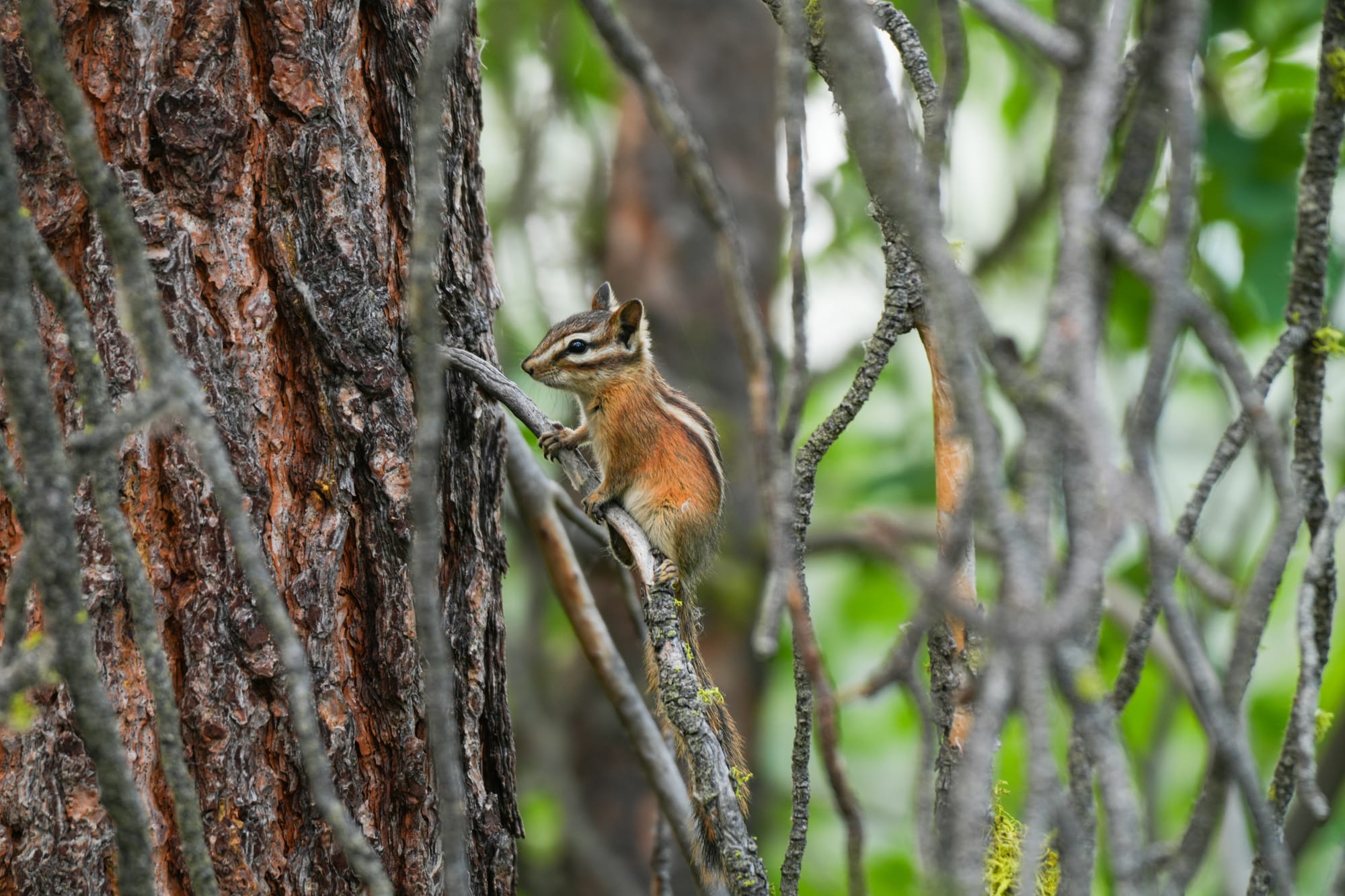 yellow-pine chipmunk