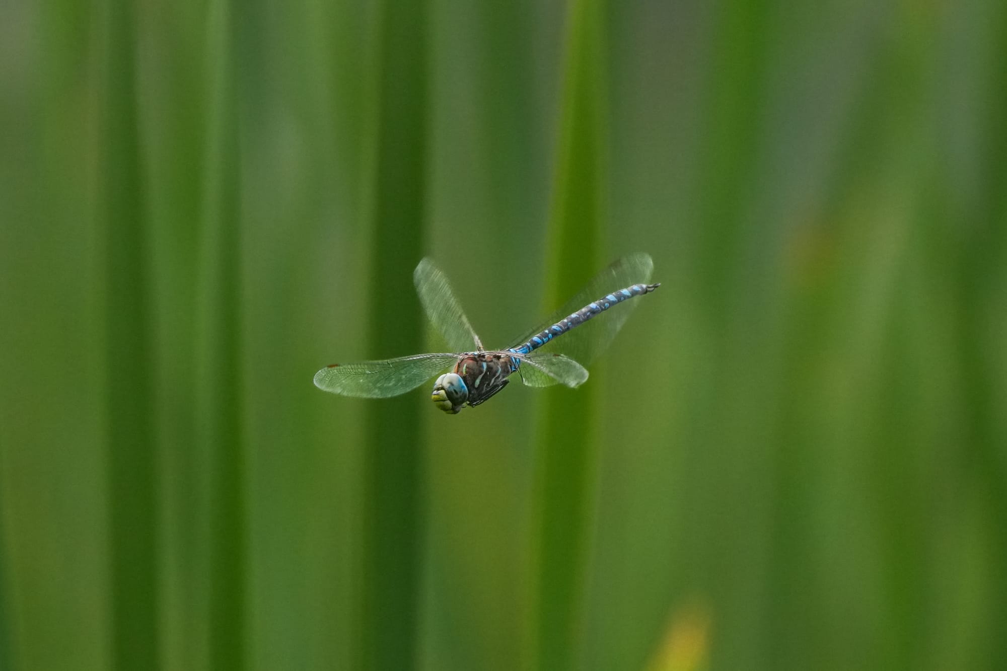 dragonfly