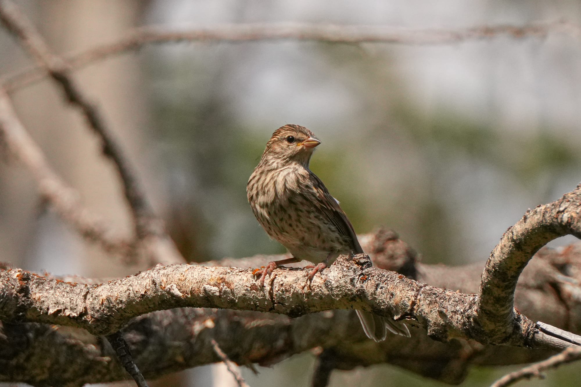 juvenile chipping sparrow