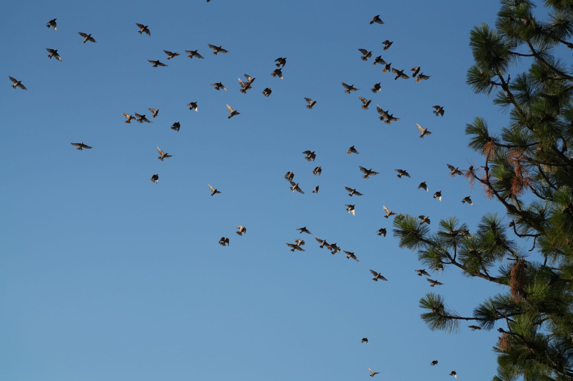 starling flock