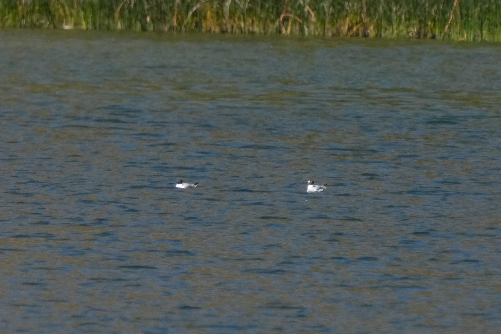 Bonaparte's gulls